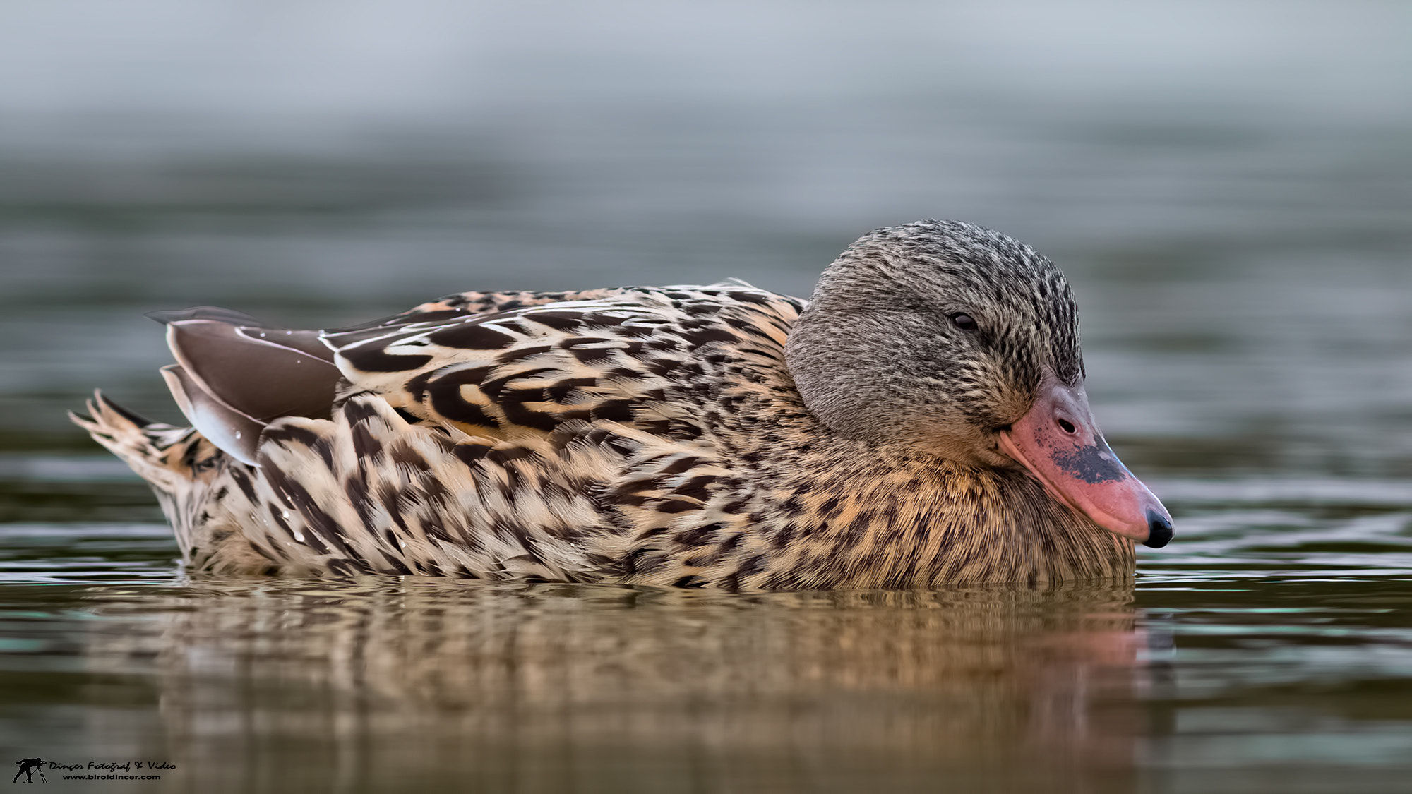 Canon EOS 70D + Canon EF 400mm F5.6L USM sample photo. Yeşilbaş (mallard) photography