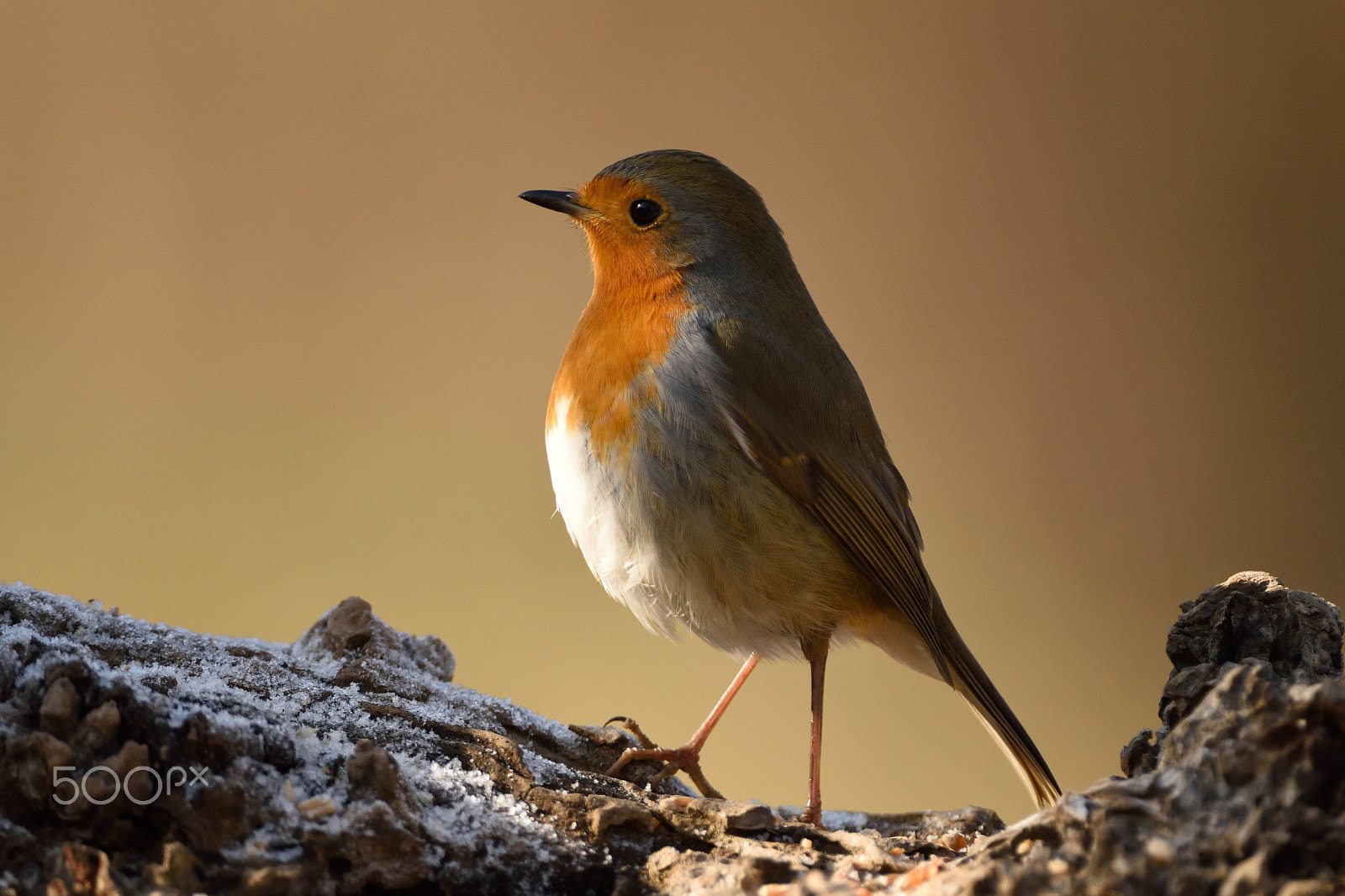 Nikon AF-S Nikkor 200-400mm F4G ED-IF VR sample photo. Robin photography