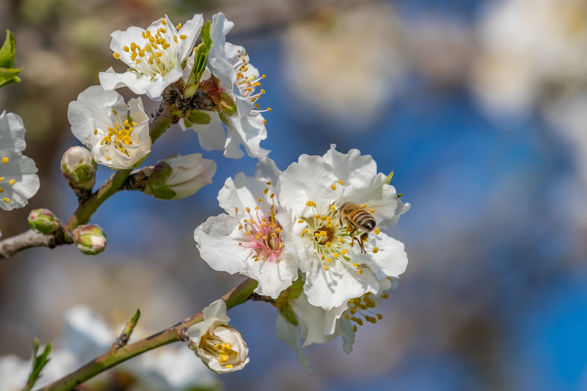 Canon EF 70-300mm F4-5.6L IS USM sample photo. Almond trees photography
