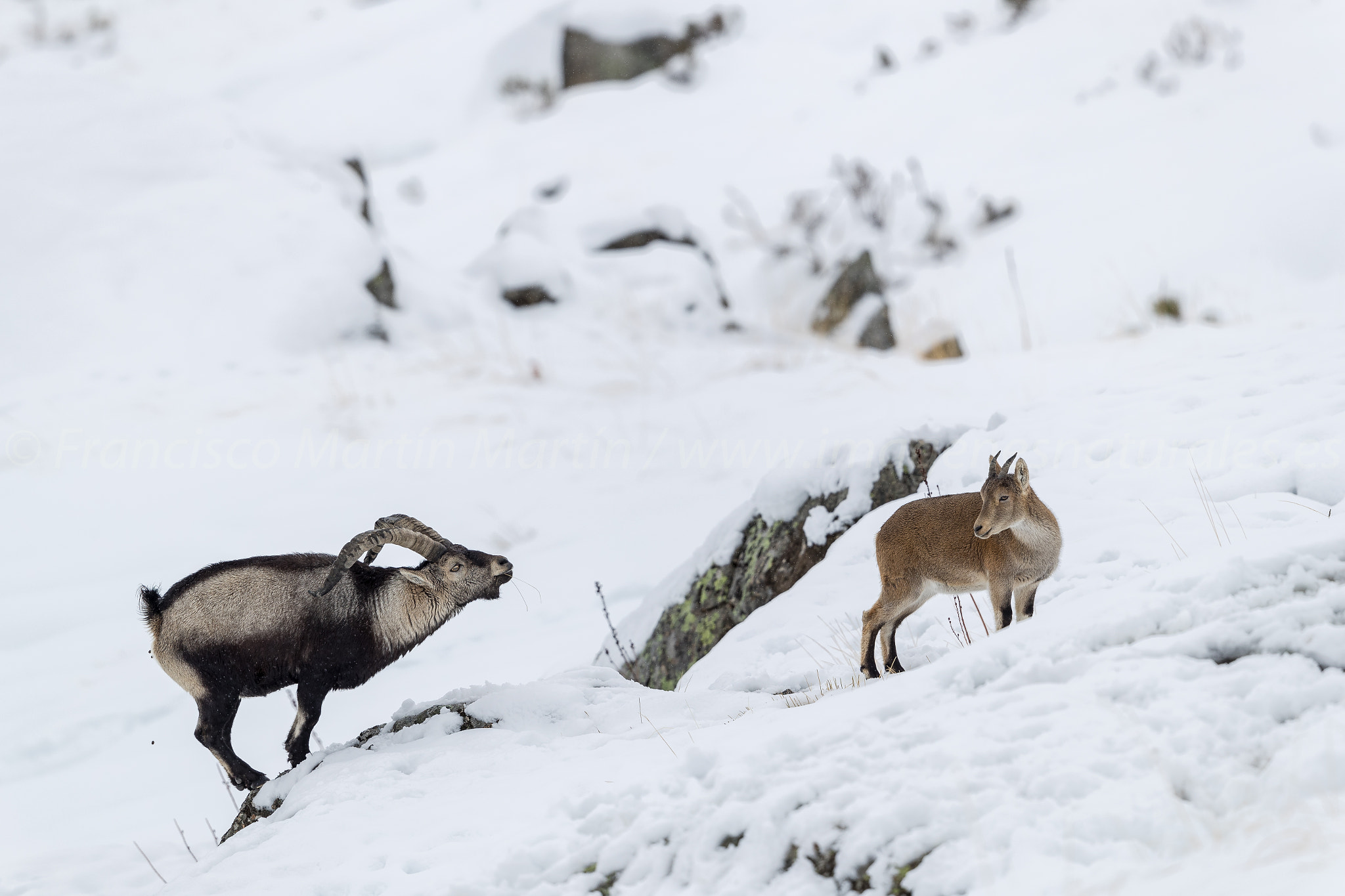 Canon EF 500mm F4L IS II USM sample photo. Cabra montés invernal photography