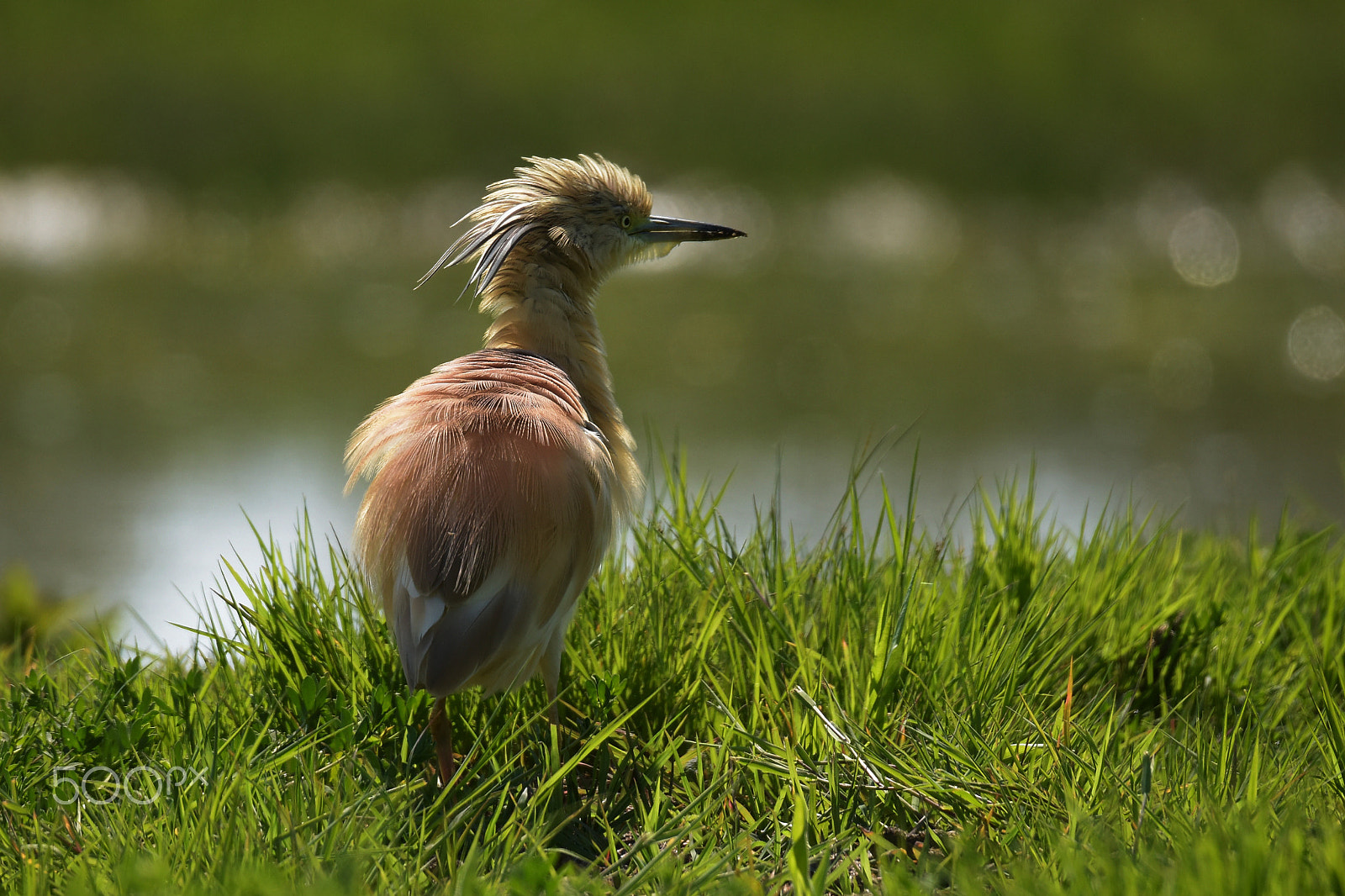 Sigma 150-600mm F5-6.3 DG OS HSM | S sample photo. Sgarza ciufetto photography