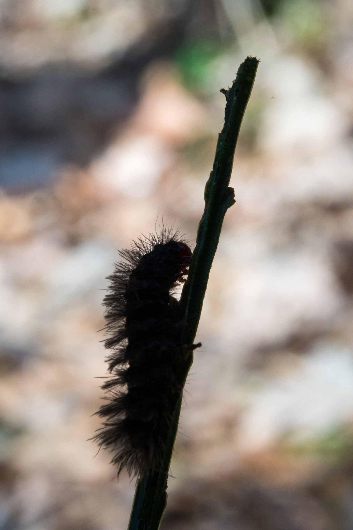 Nikon AF-S Micro-Nikkor 60mm F2.8G ED sample photo. A bug silhouette photography