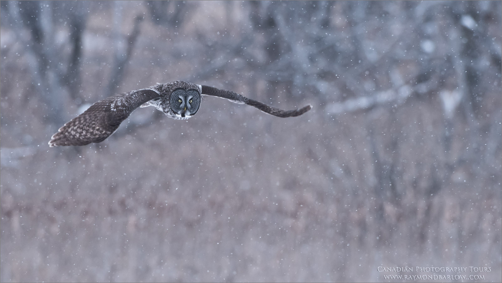Nikon D810 sample photo. Great grey owl hunting photography