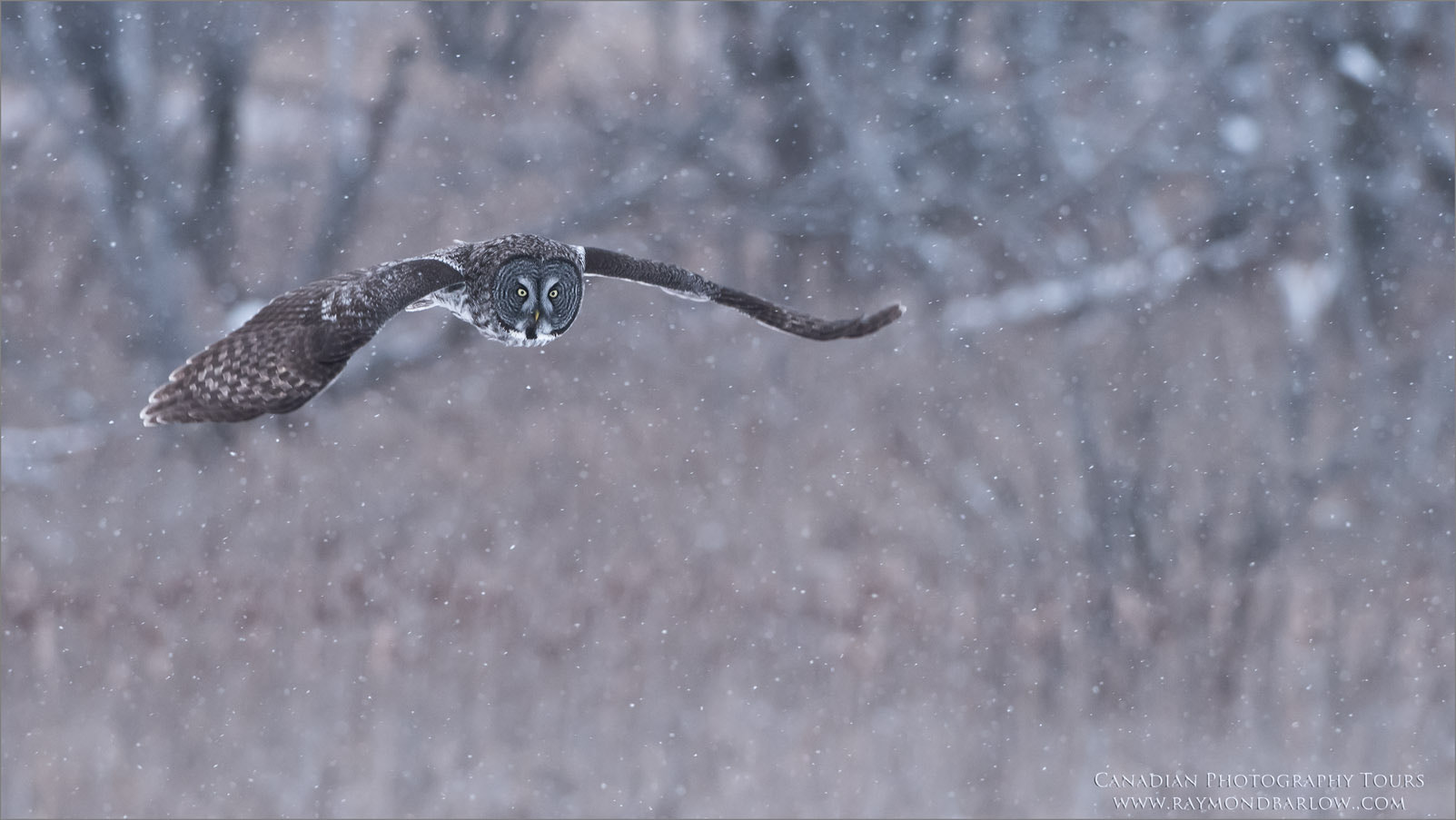 Nikon D810 + Nikon AF-S Nikkor 200-400mm F4G ED-IF VR sample photo. Great grey owl hunting photography