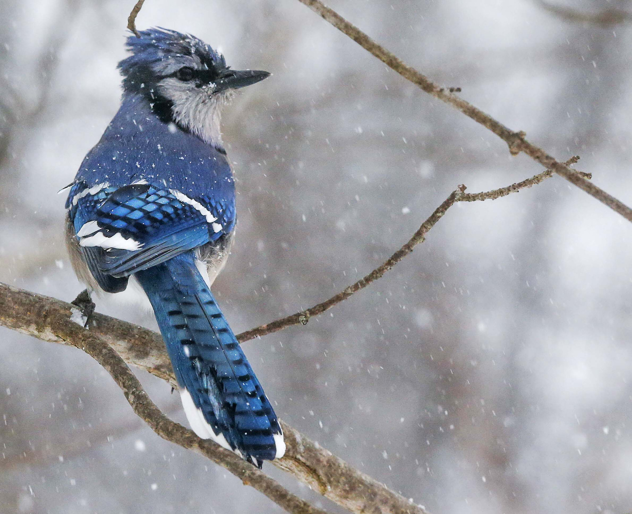 Canon EF 300mm F2.8L IS USM sample photo. Blue jay photography