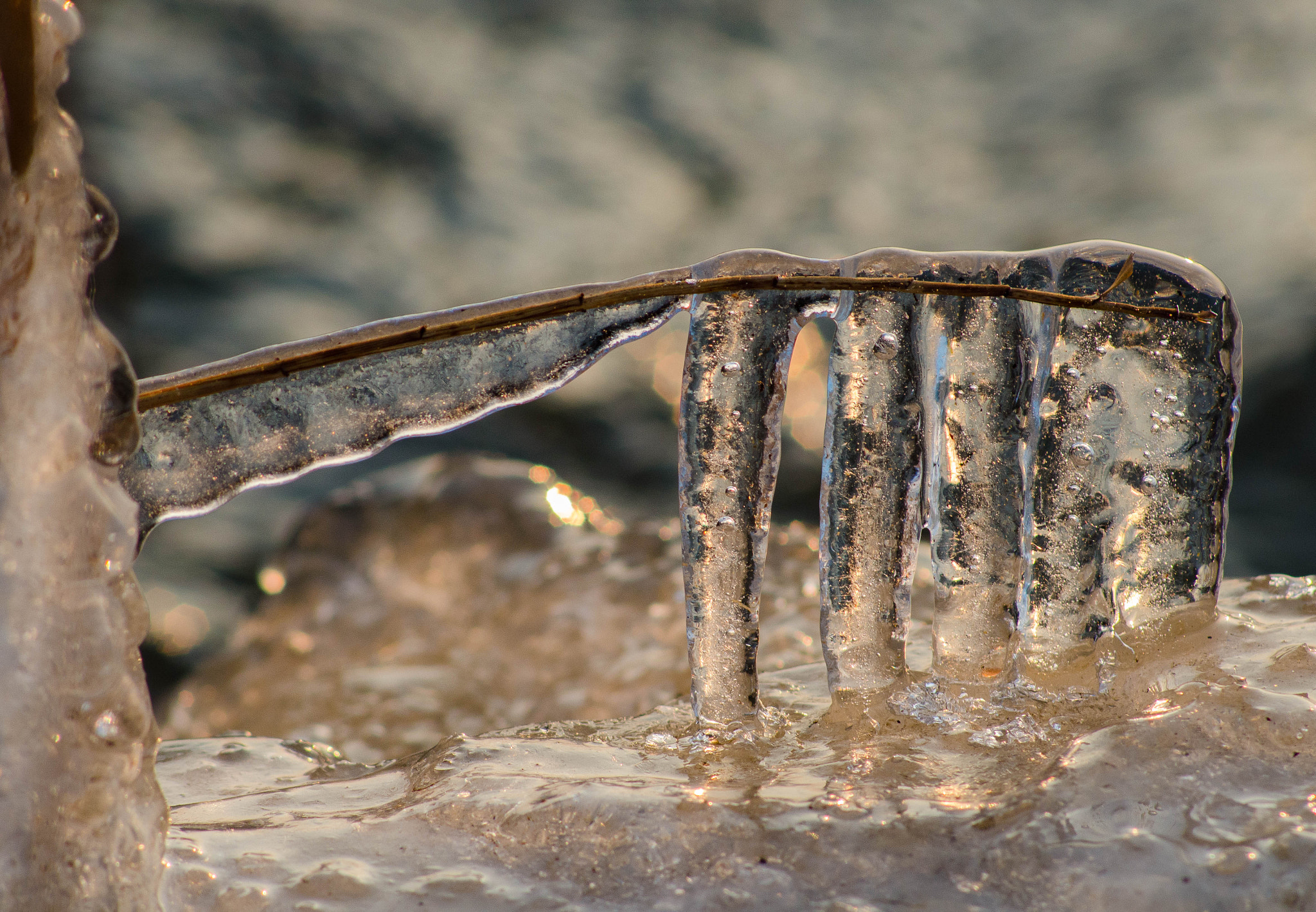 AF Nikkor 70-210mm f/4-5.6 sample photo. Reed branch in ice photography