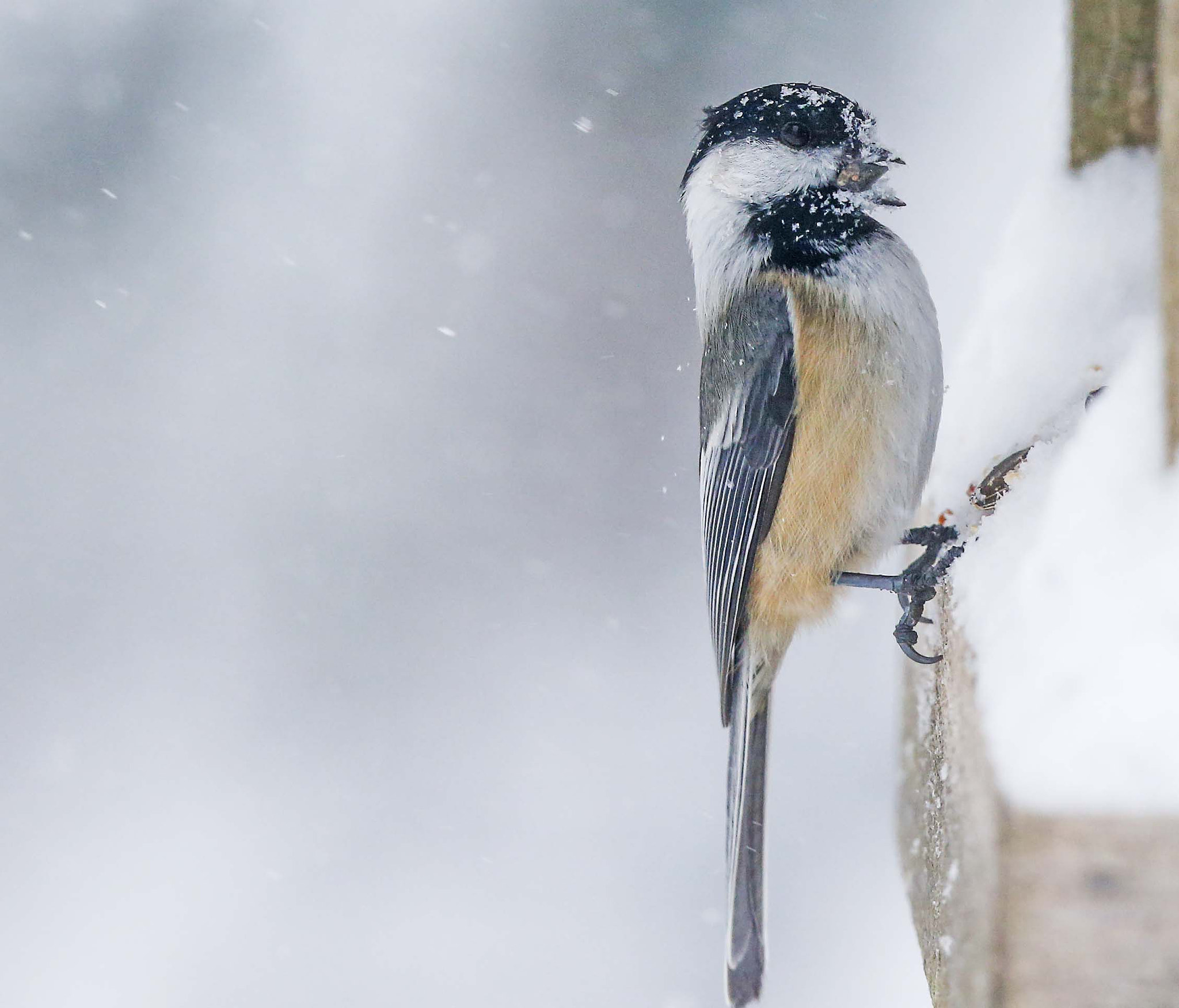 Canon EF 300mm F2.8L IS USM sample photo. Black capped photography