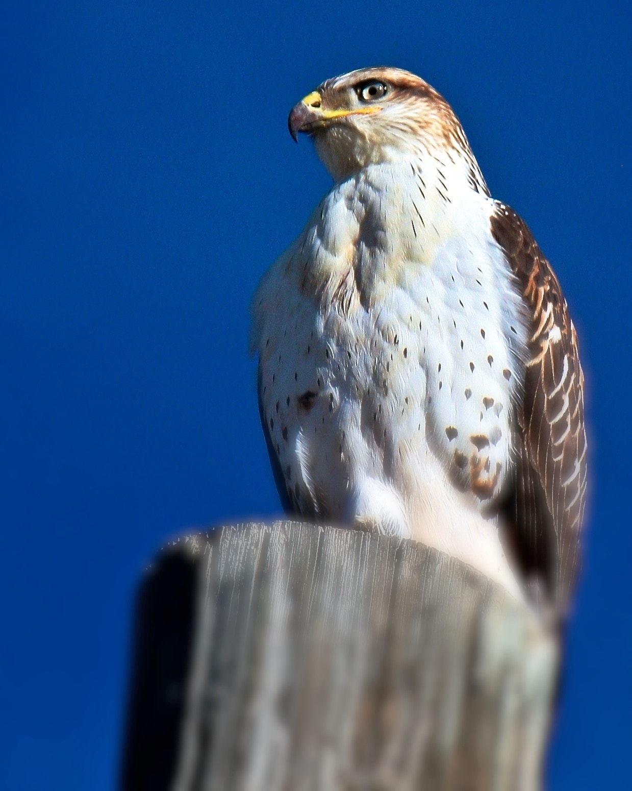 Canon EF-S 55-250mm F4-5.6 IS sample photo. 11668006224.jpg photography