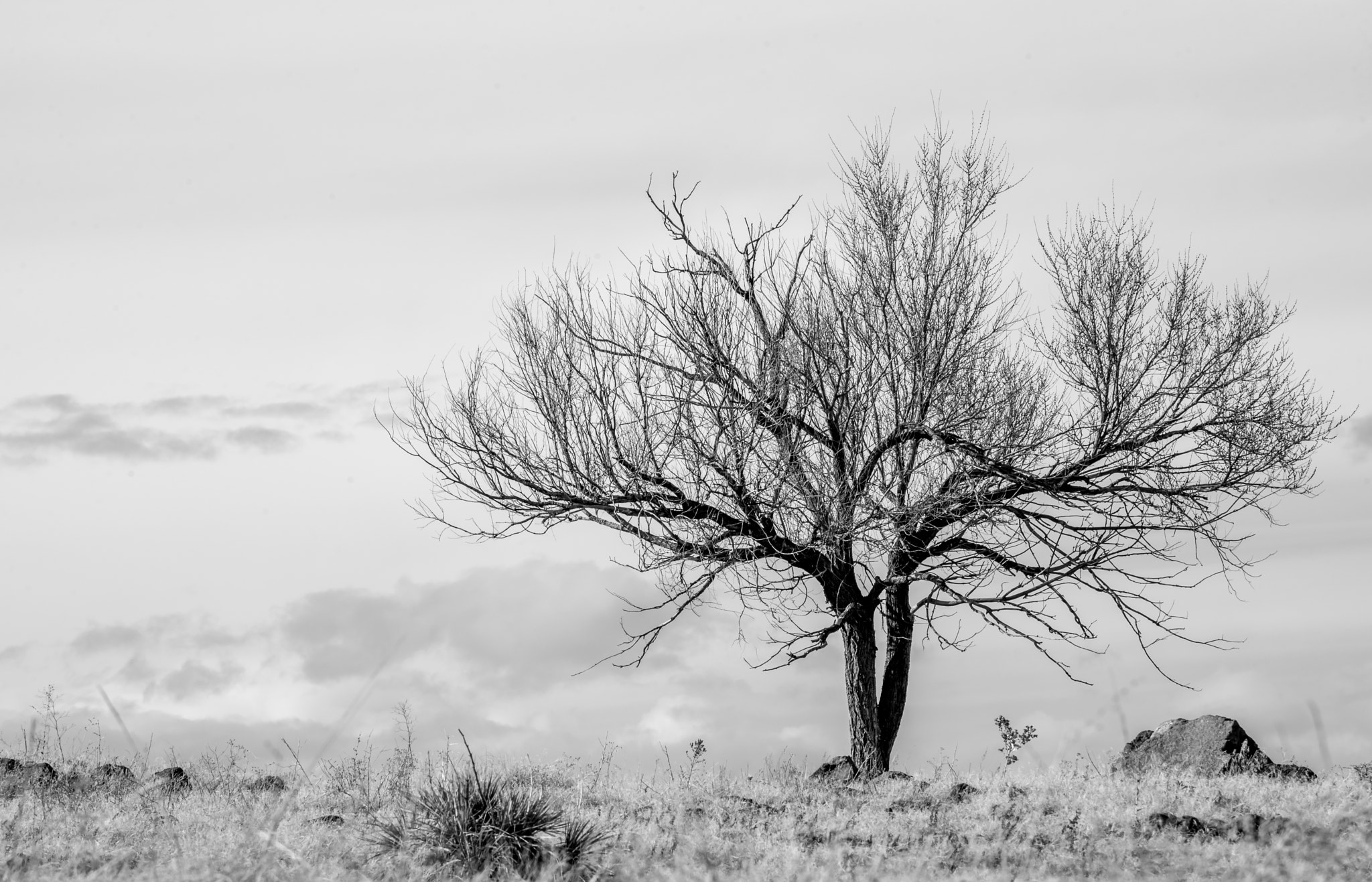 Nikon D600 sample photo. Winter tree photography