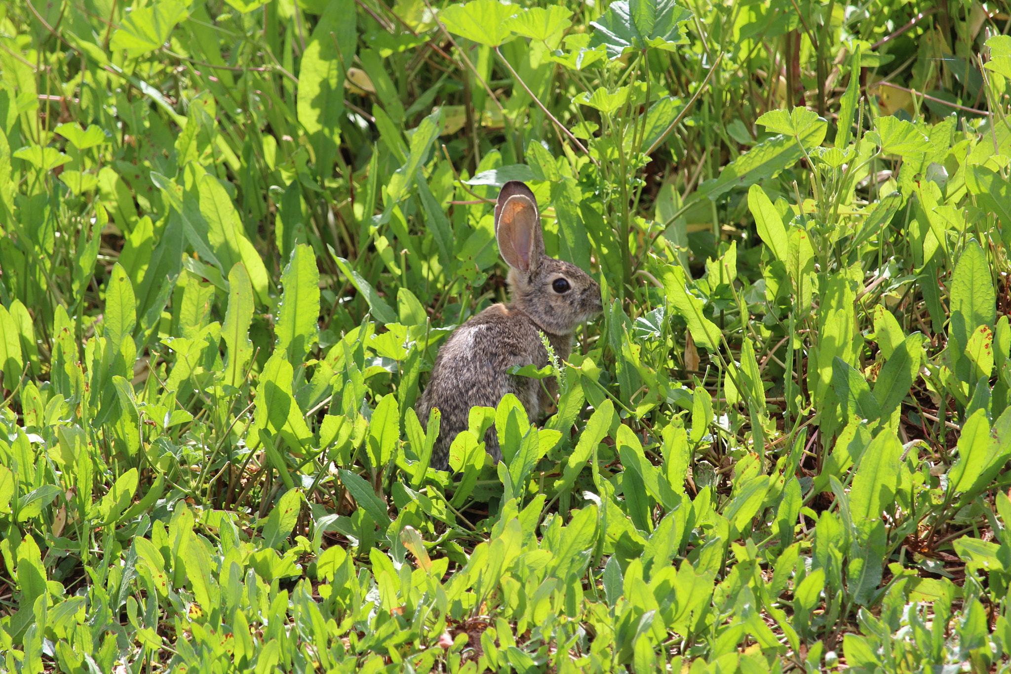 Canon EF-S 55-250mm F4-5.6 IS STM sample photo. Rabbit photography