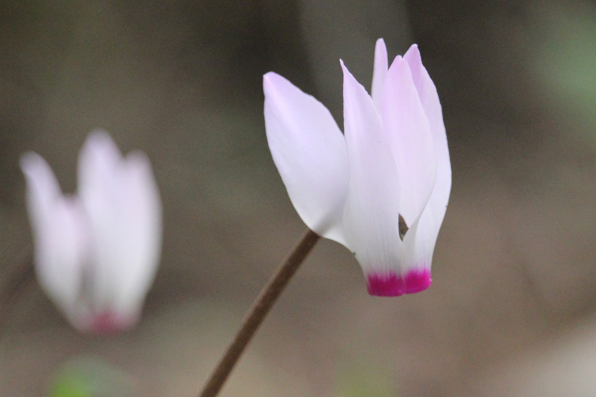 Canon EF-S 55-250mm F4-5.6 IS STM sample photo. Queen of light photography