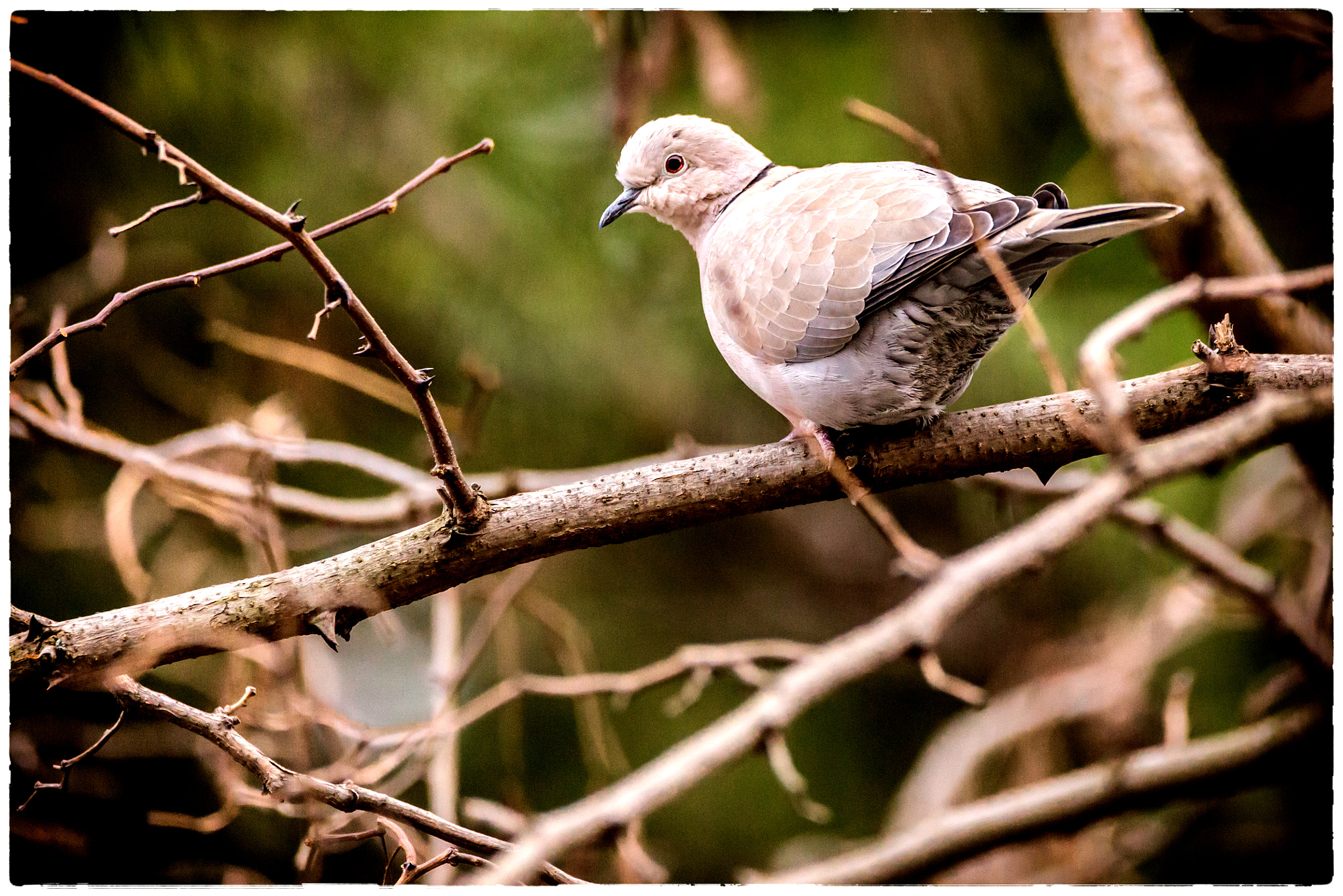 Sigma 150-600mm F5-6.3 DG OS HSM | C sample photo. Tourterelle photography
