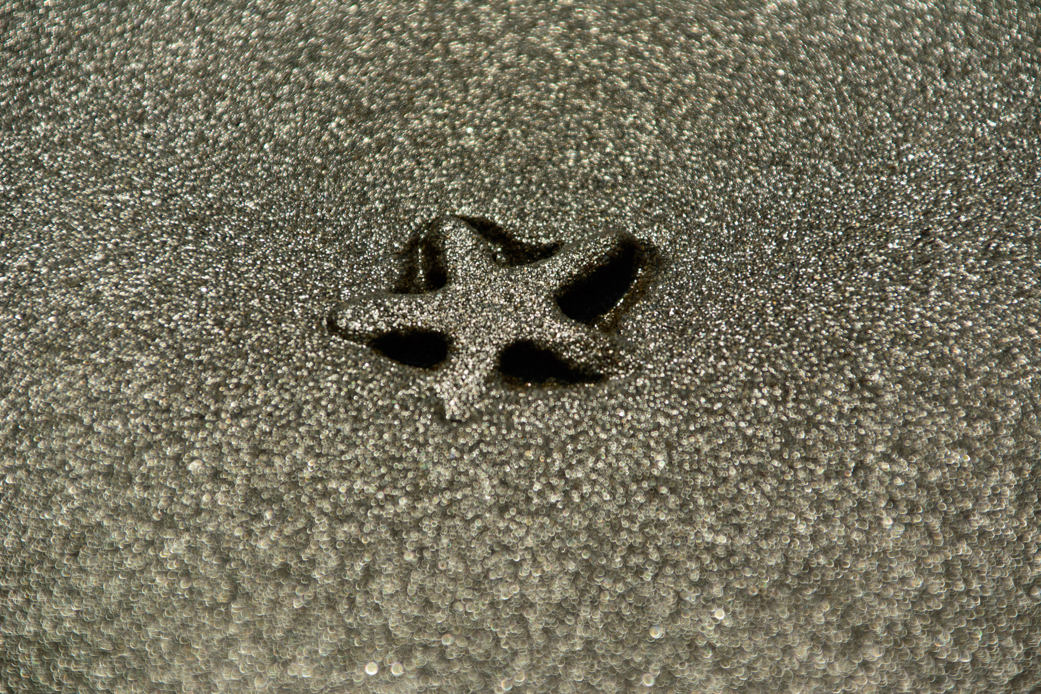 Sigma 28-300mm F3.5-6.3 DG Macro sample photo. Waiting predator photography