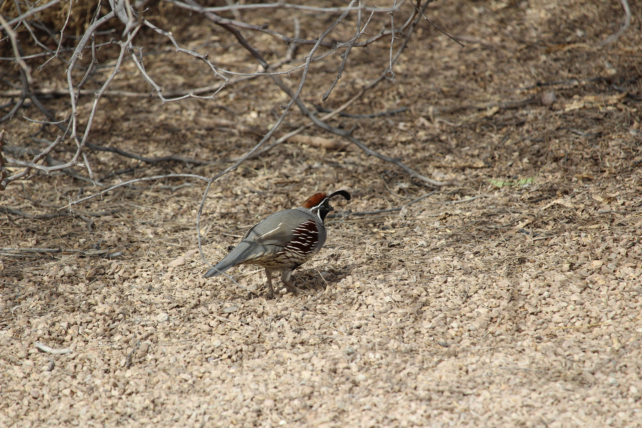 Canon EF-S 55-250mm F4-5.6 IS STM sample photo. Quail photography