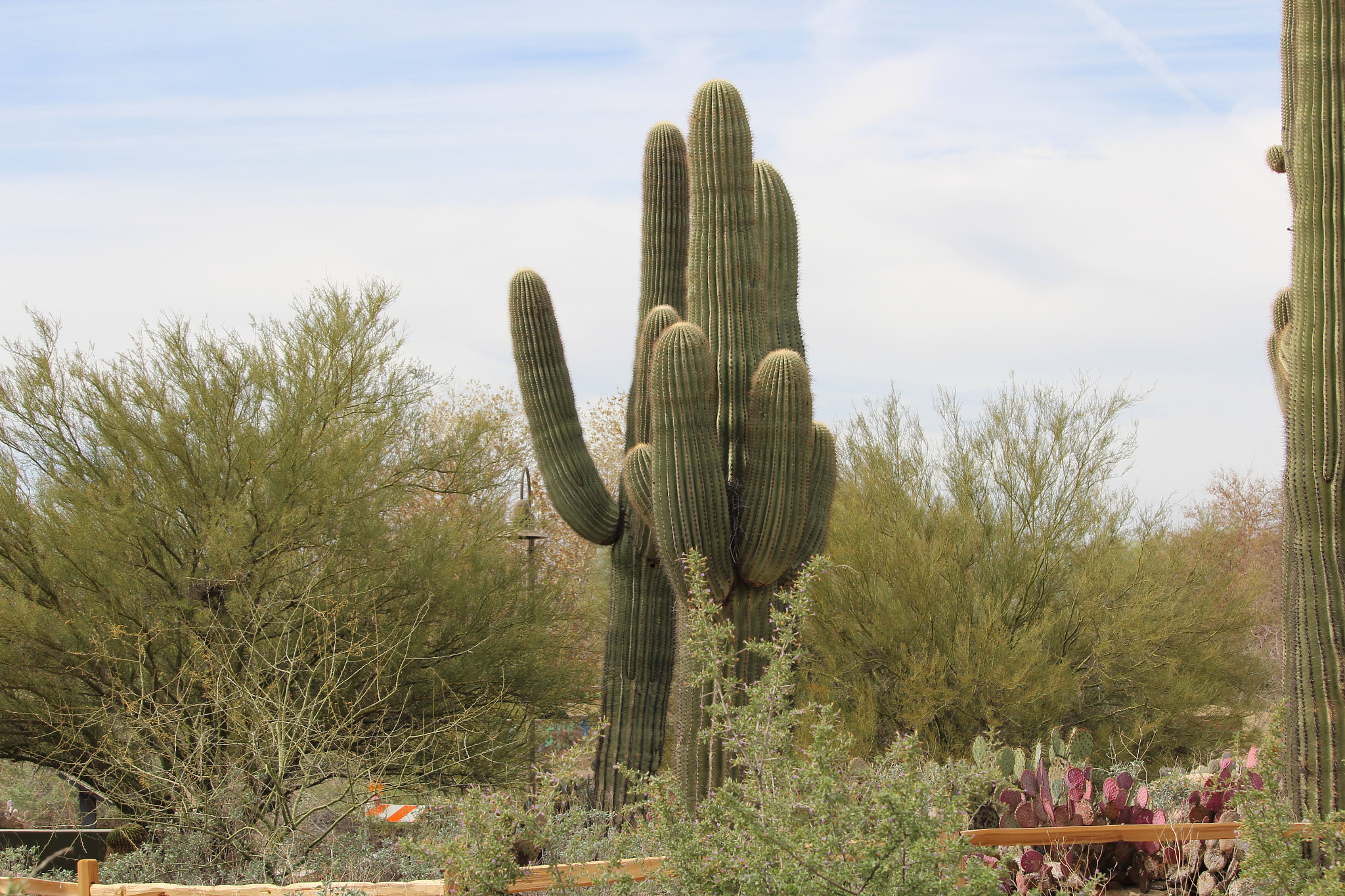 Canon EF-S 55-250mm F4-5.6 IS STM sample photo. Giant saguaro photography