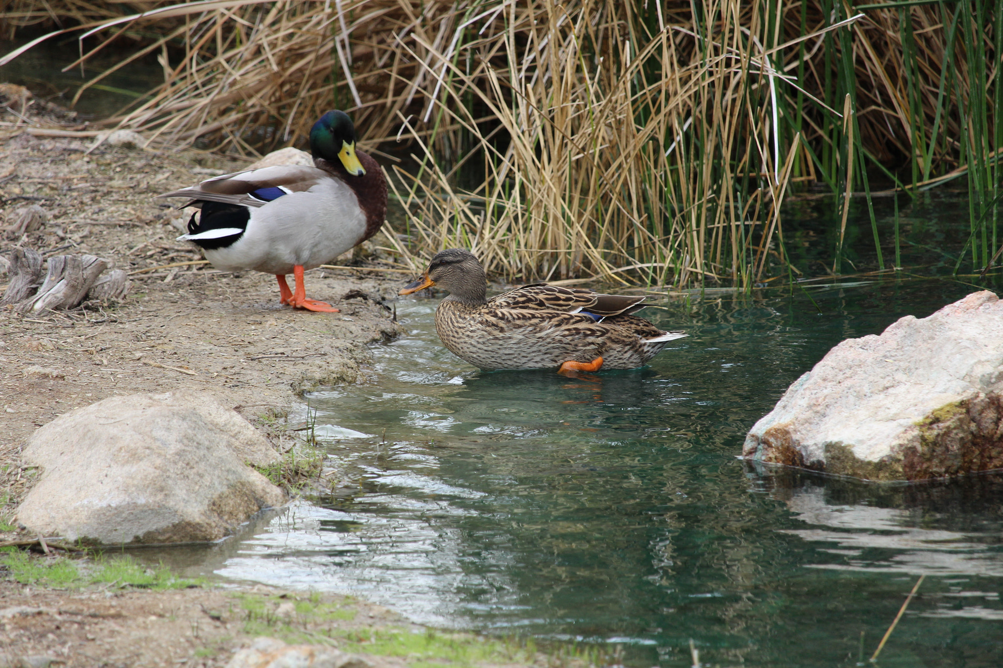 Canon EF-S 55-250mm F4-5.6 IS STM sample photo. Ducks photography