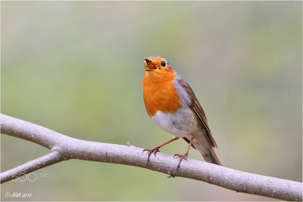 Canon EF 70-200mm F2.8L IS II USM sample photo. Songbird photography