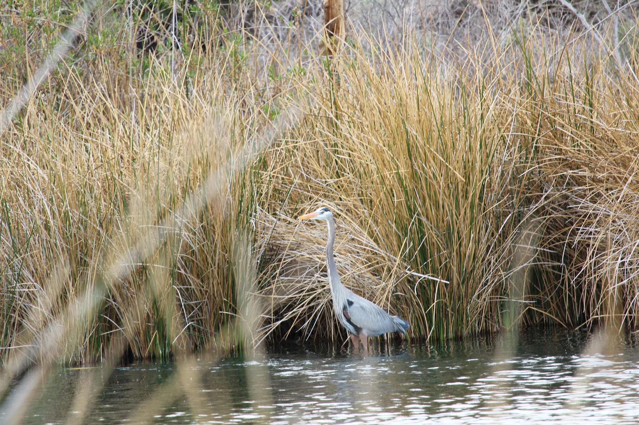 Canon EOS 1300D (EOS Rebel T6 / EOS Kiss X80) sample photo. Bird photography