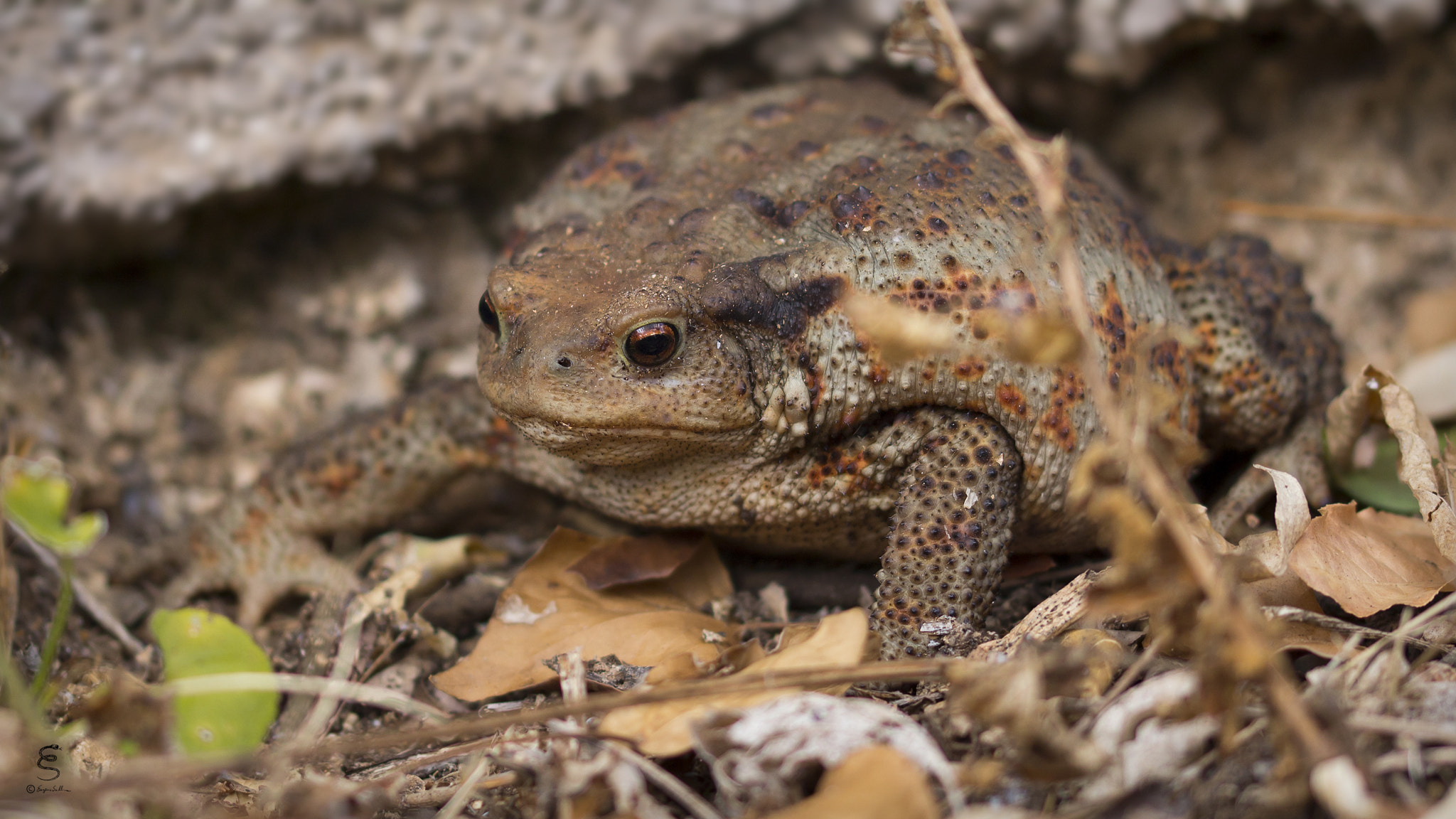 Sigma 105mm F2.8 EX DG OS HSM sample photo. Bufo bufo (♀) photography