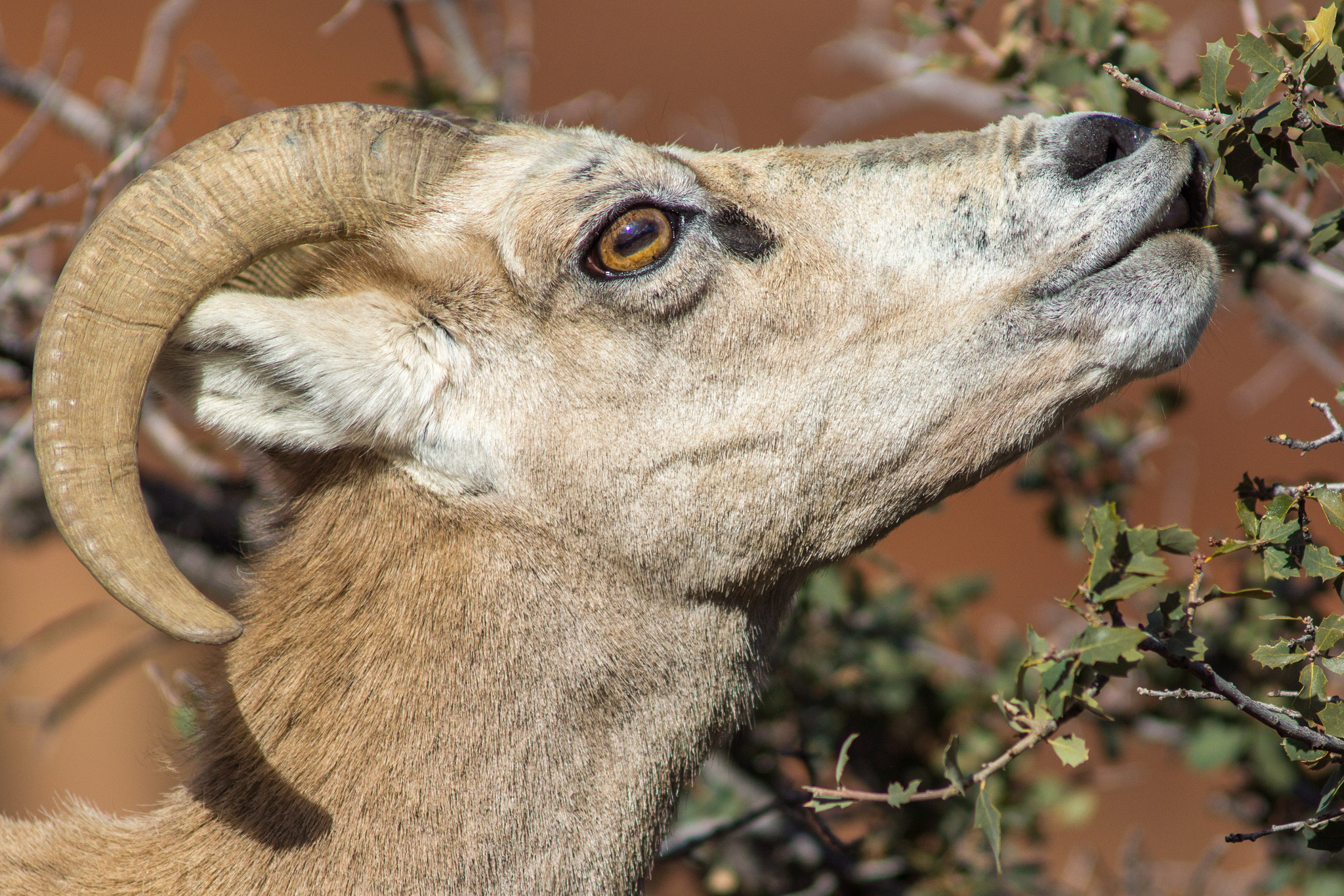 Sony SLT-A77 + Minolta AF 300mm F2.8 HS-APO G sample photo. Desert bighorn ewe at zion national park photography