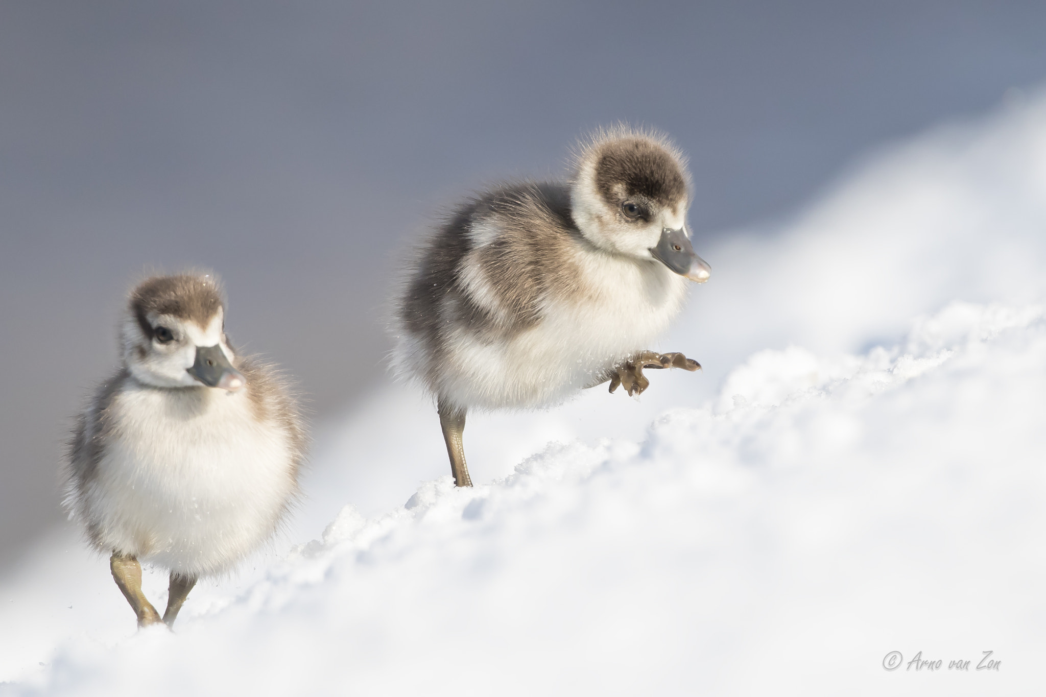 Canon EOS-1D X Mark II + Canon EF 500mm F4L IS USM sample photo. The early bird.... photography