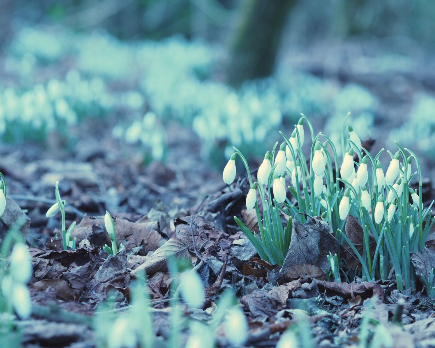 Olympus OM-D E-M10 + Olympus M.Zuiko Digital 45mm F1.8 sample photo. Snow drops in the park photography