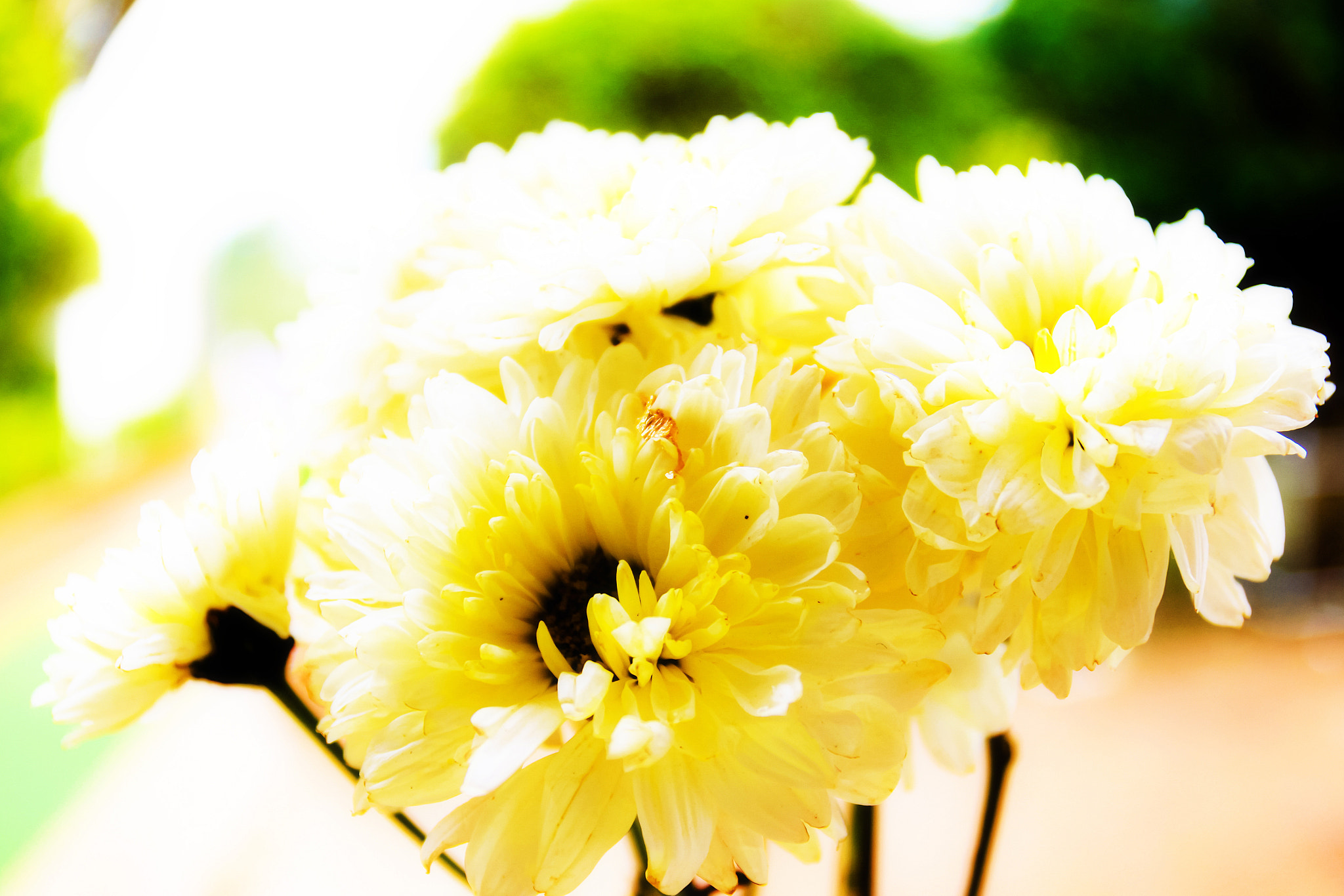 Canon EOS 50D + Canon EF 17-40mm F4L USM sample photo. Beautiful white flower photography