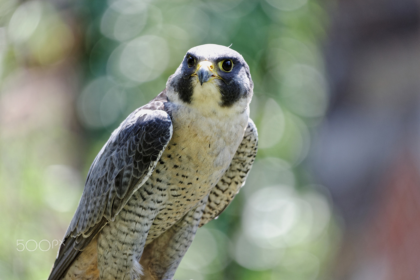Sigma 150-500mm F5-6.3 DG OS HSM sample photo. Peregrine falcon photography