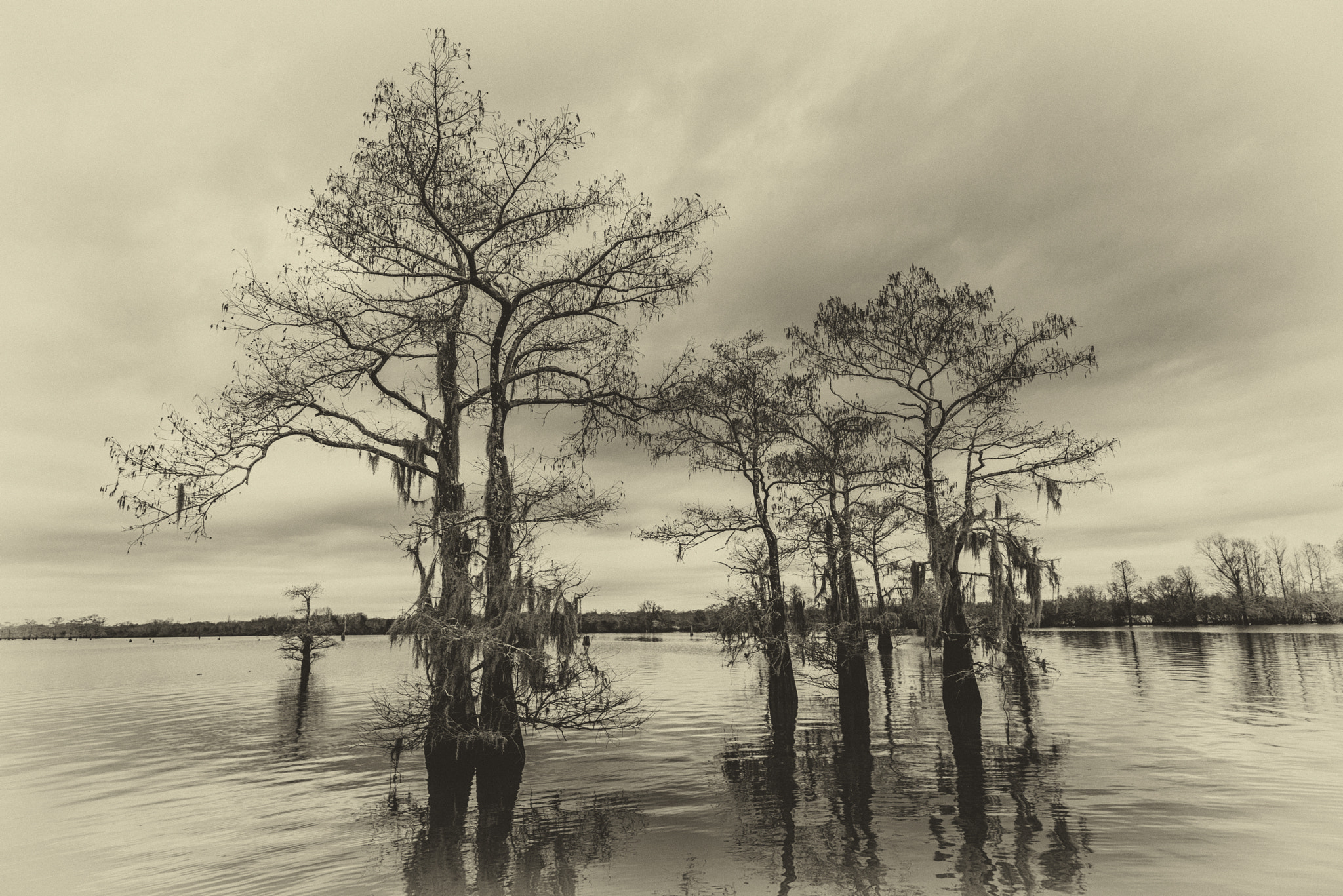Nikon D810 sample photo. Henderson swamp in sepia photography