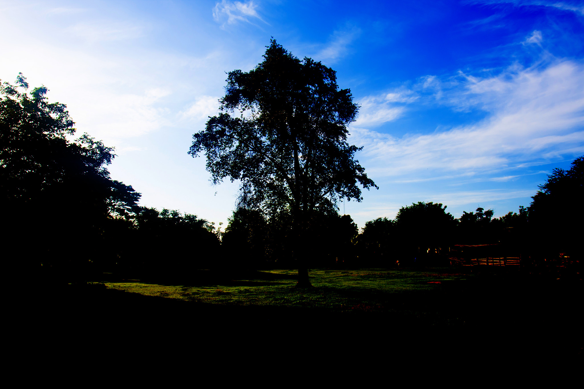 Canon EOS 50D + Canon EF 17-40mm F4L USM sample photo. Trees in the garden for background photography