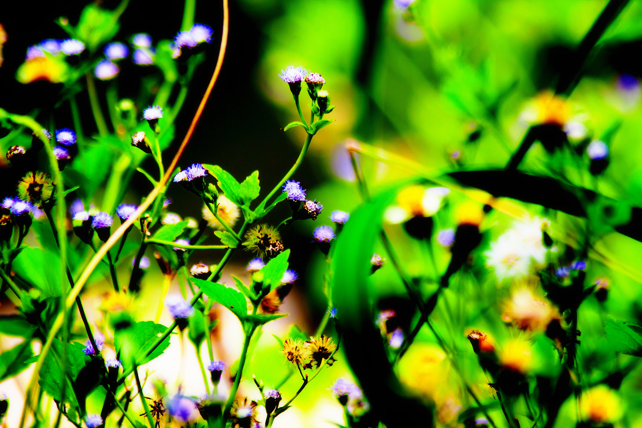 Canon EOS 50D sample photo. Yellow flower close-up photography