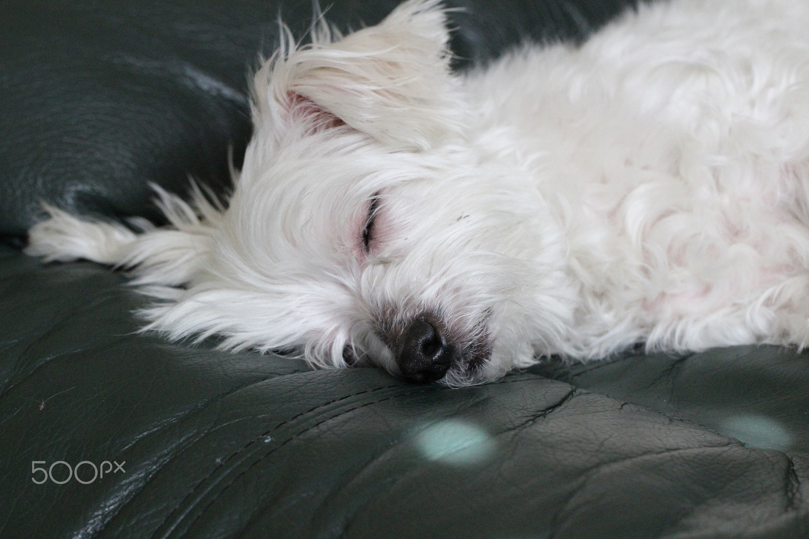 Canon EF 100mm F2.8L Macro IS USM sample photo. Sleeping dog photography