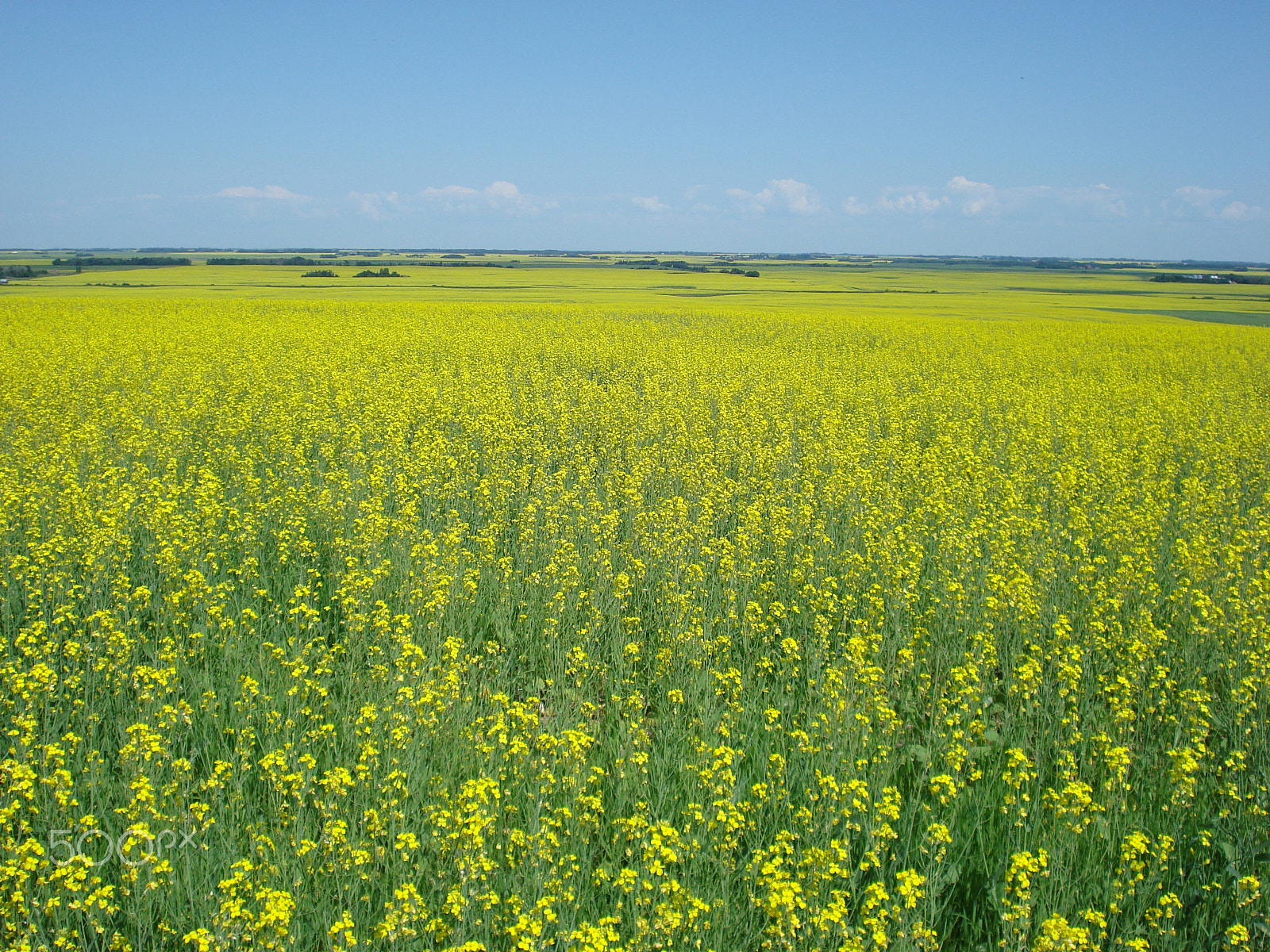 Sony DSC-W35 sample photo. Sea of yellow - birch hills saskatchewan photography