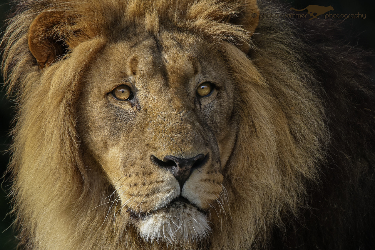 Canon EF 300mm F2.8L IS USM sample photo. Lion photography