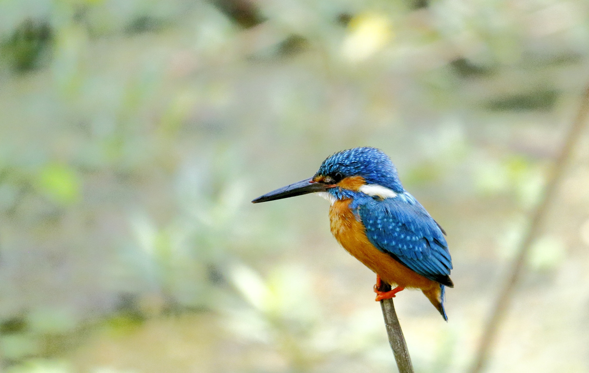 Canon EF-S 55-250mm F4-5.6 IS STM sample photo. Common kingfisher photography
