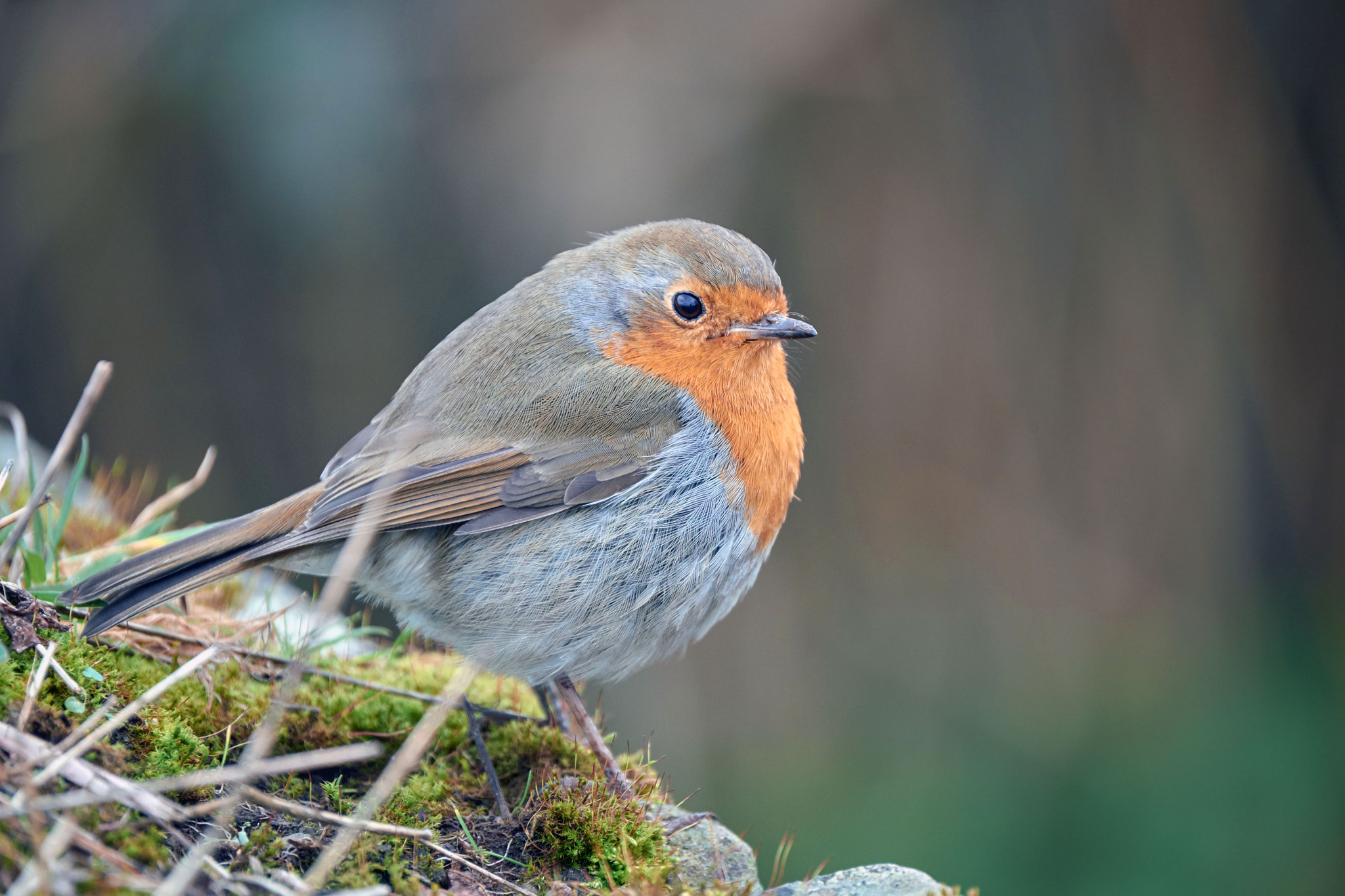 Fujifilm XF 100-400mm F4.5-5.6 R LM OIS WR sample photo. Robin photography