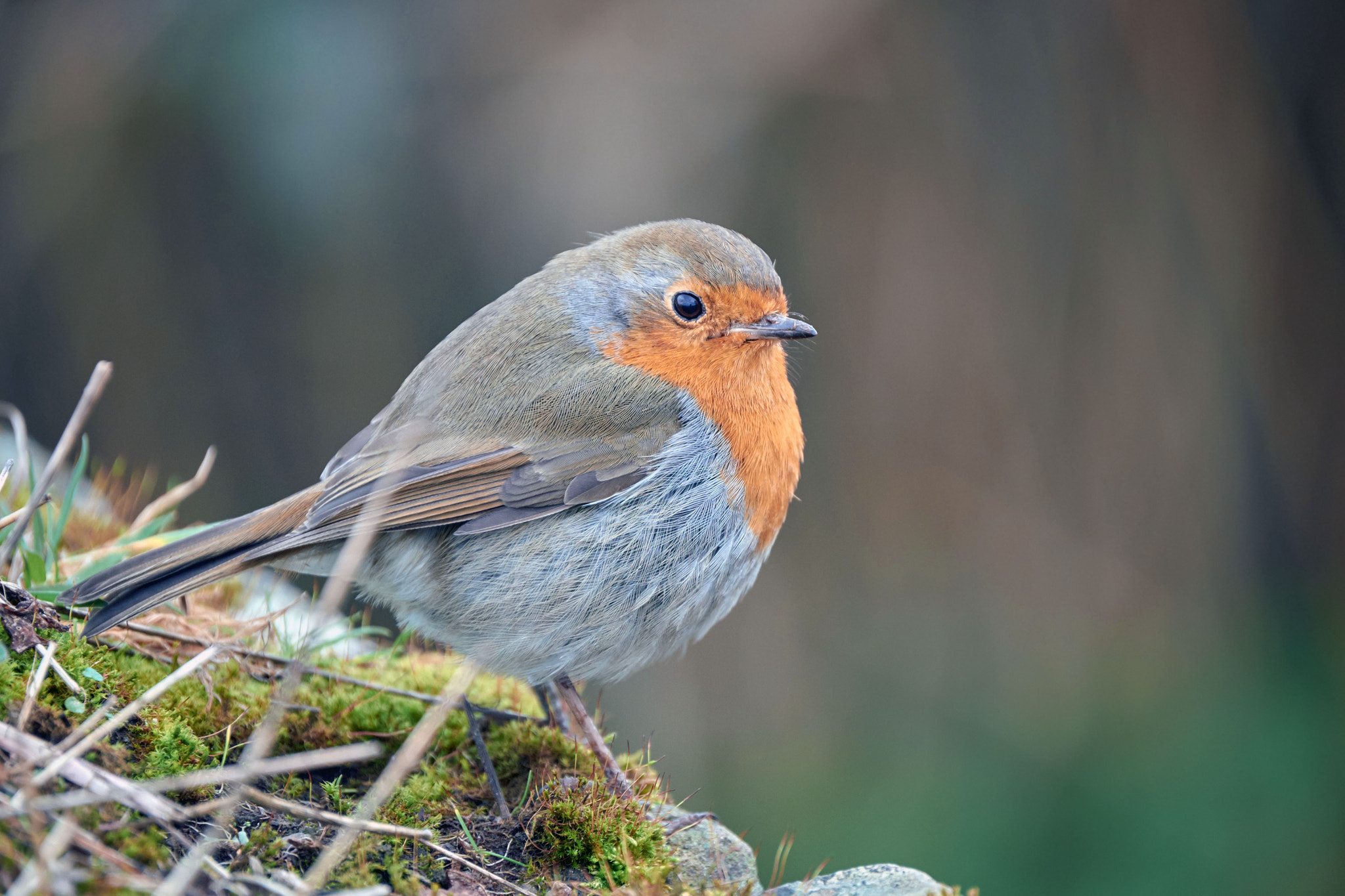 Fujifilm X-T10 + Fujifilm XF 100-400mm F4.5-5.6 R LM OIS WR sample photo. Robin photography