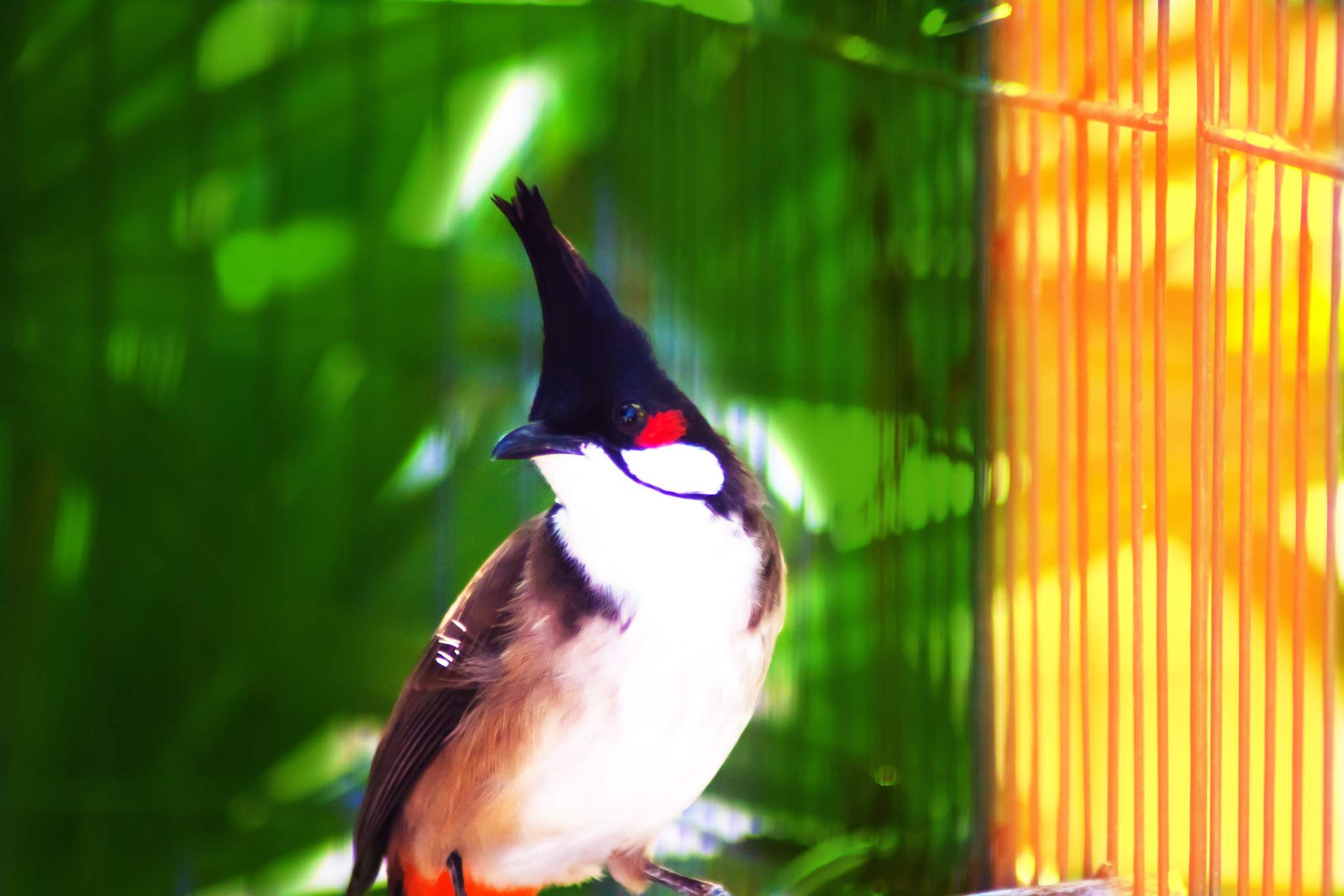 Canon EOS 50D sample photo. A spigot bird photography