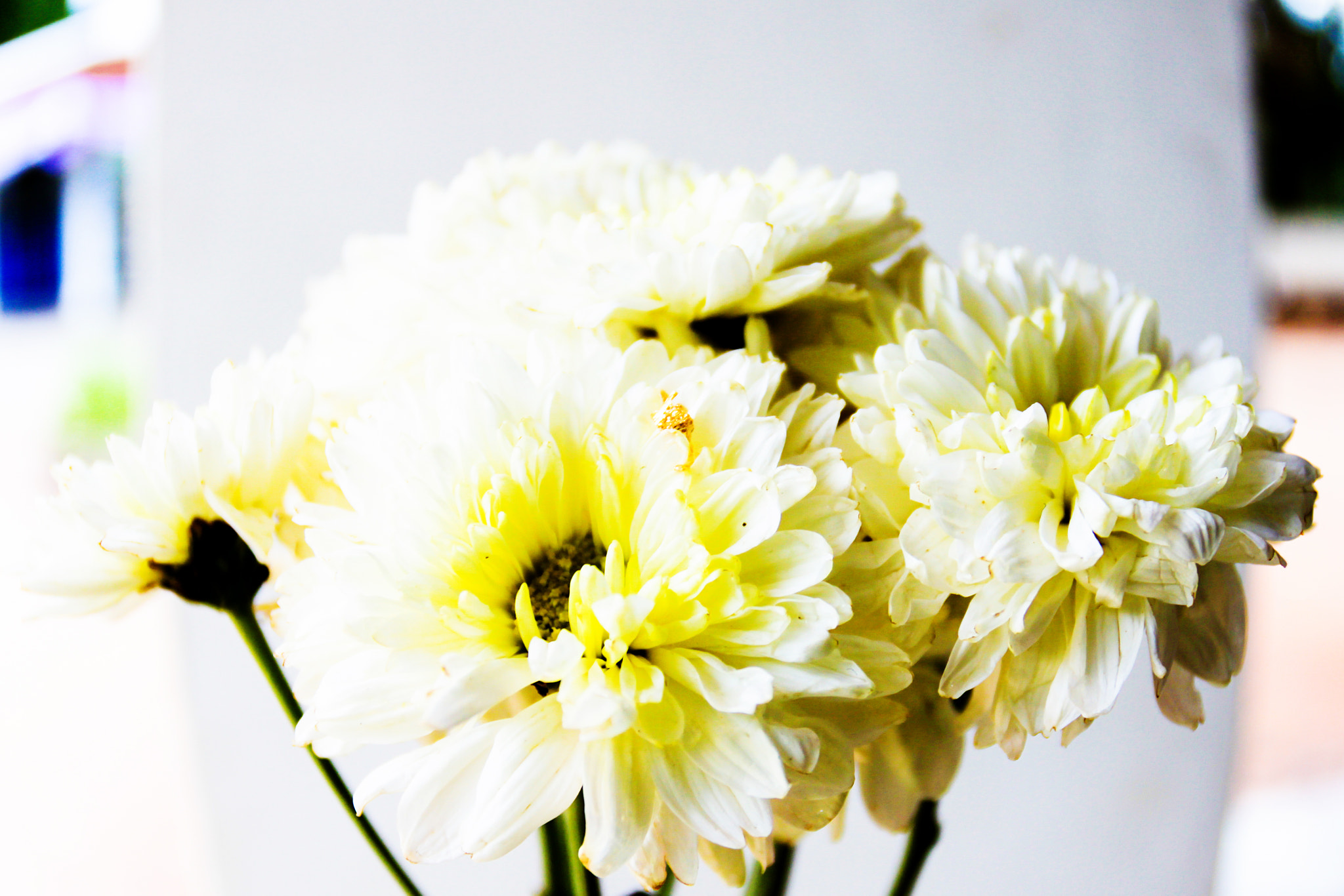 Canon EOS 50D + Canon EF 17-40mm F4L USM sample photo. Beautiful white flower photography