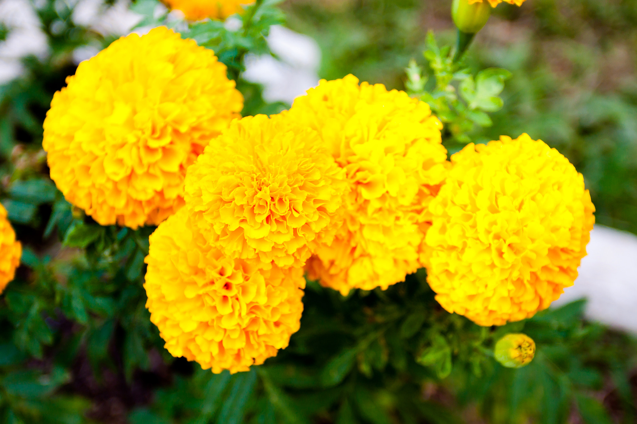 Canon EOS 50D + Canon EF 17-40mm F4L USM sample photo. Blurred summer background with growing flowers calendula, marigo photography