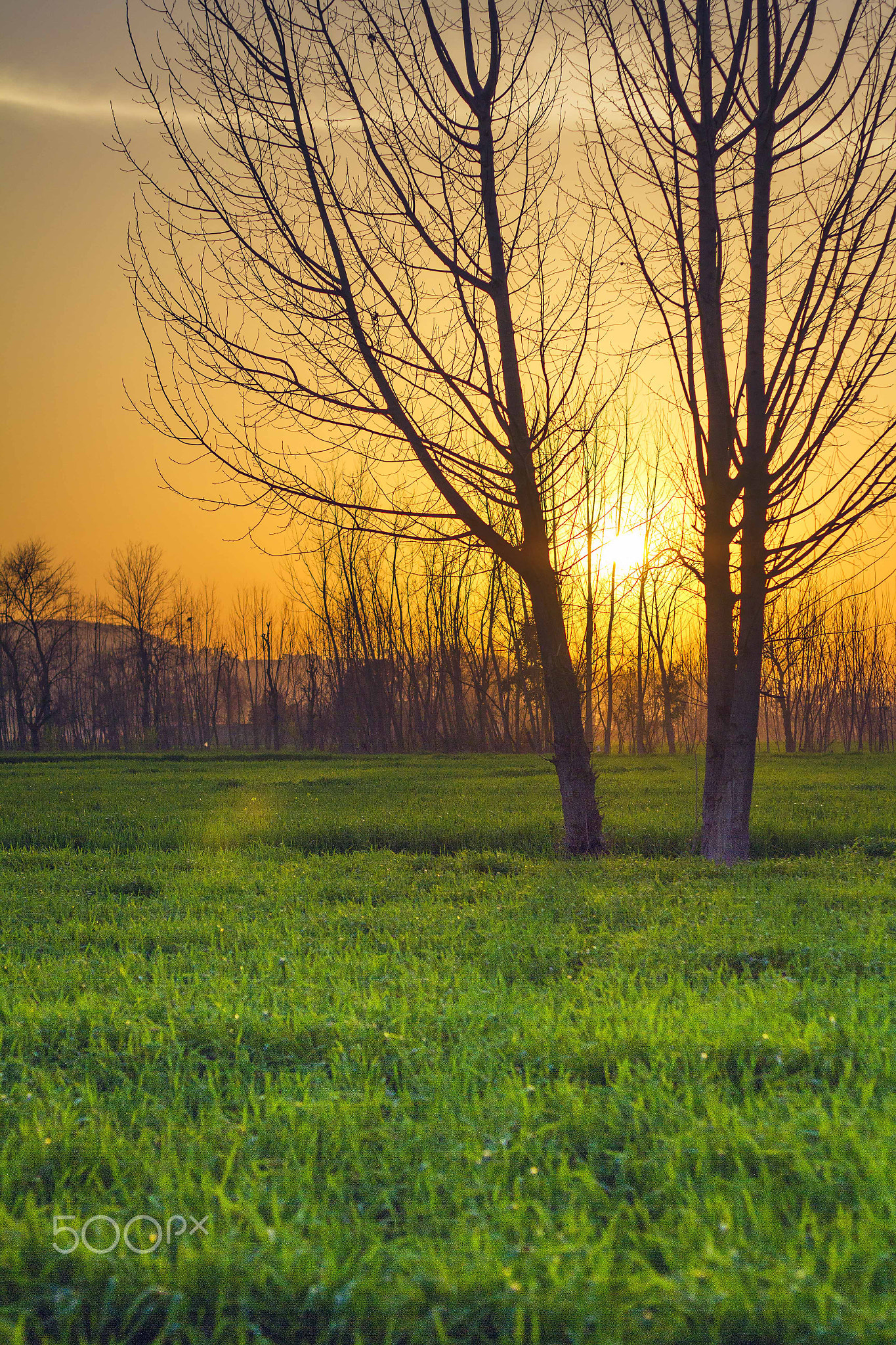 A sunset in the woods