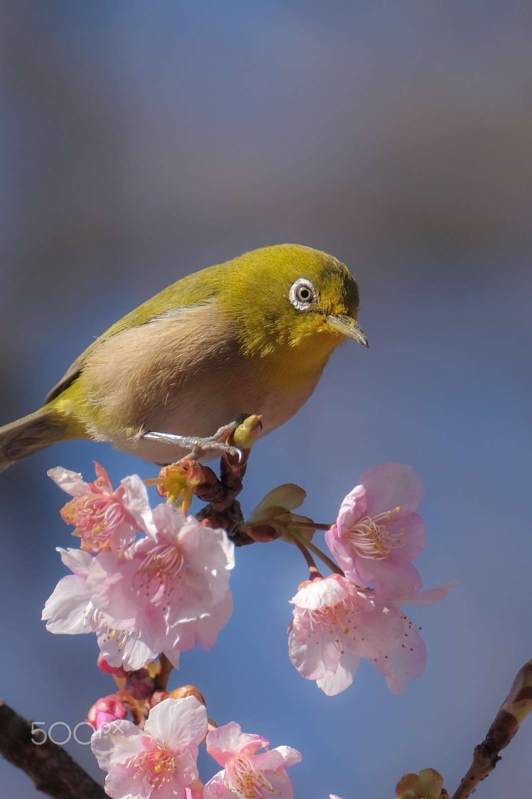 Fujifilm X-T2 sample photo. On the top of the cherry photography