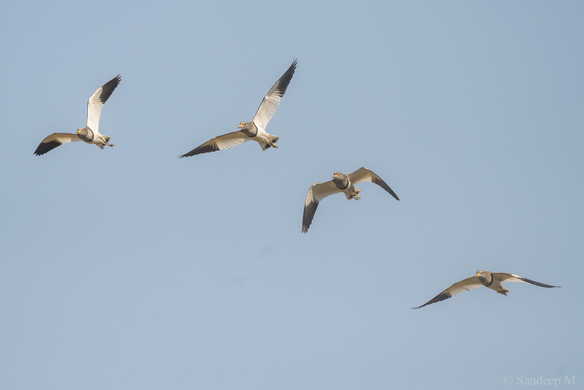 Nikon D600 sample photo. Lapwing photography