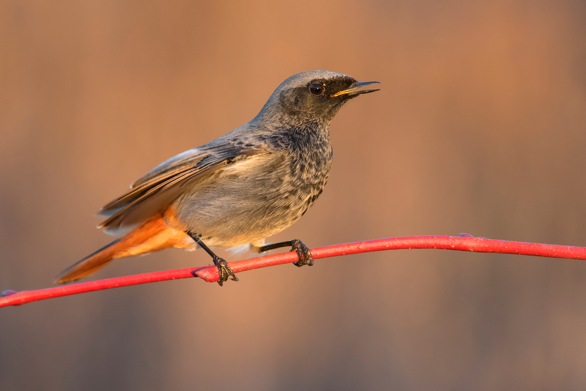Nikon D810 sample photo. Black redstart- codirosso spazzacamino photography