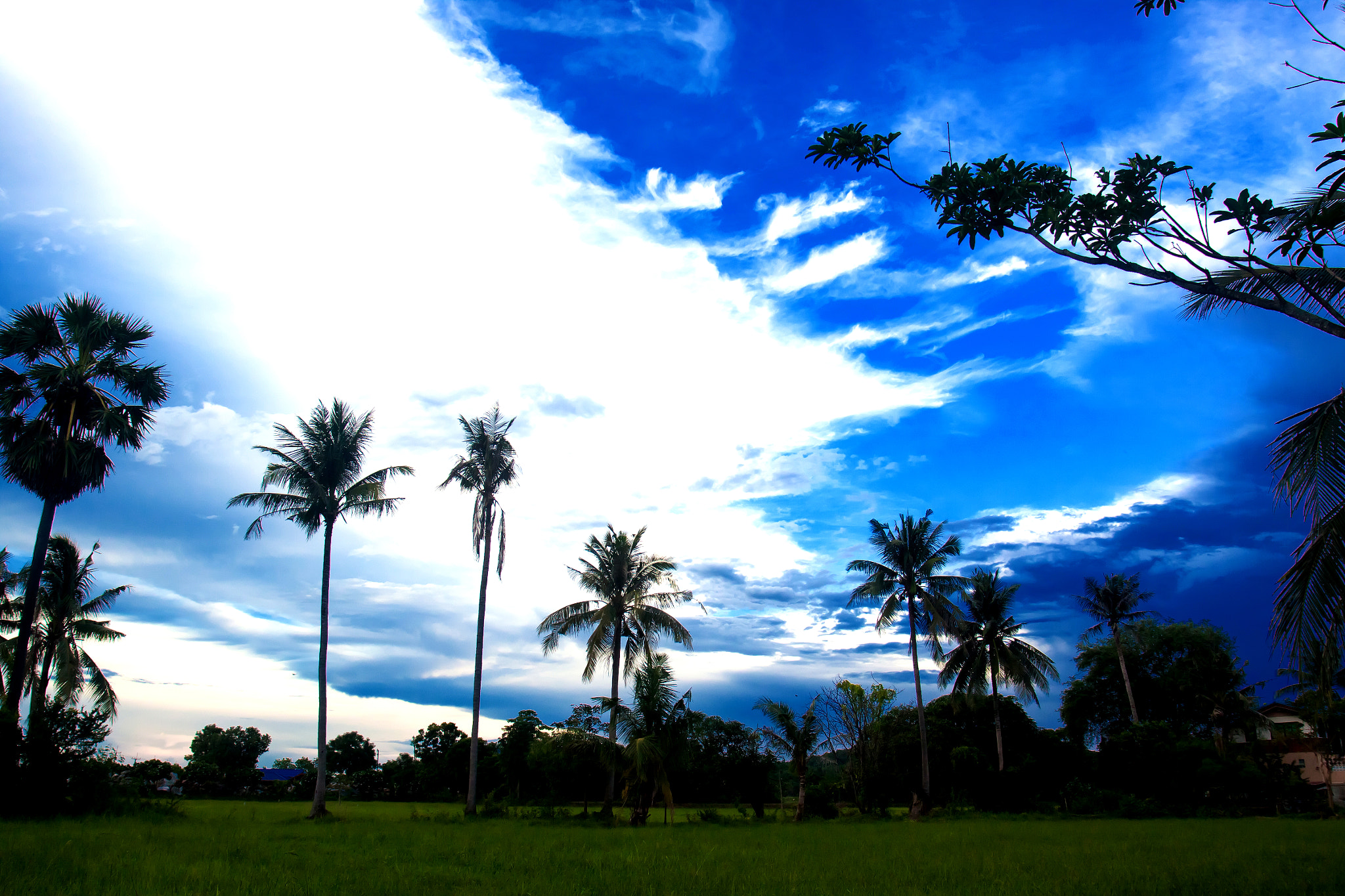 Canon EOS 50D + Canon EF 17-40mm F4L USM sample photo. Nice palm trees in the blue sky. coconut palm trees photography