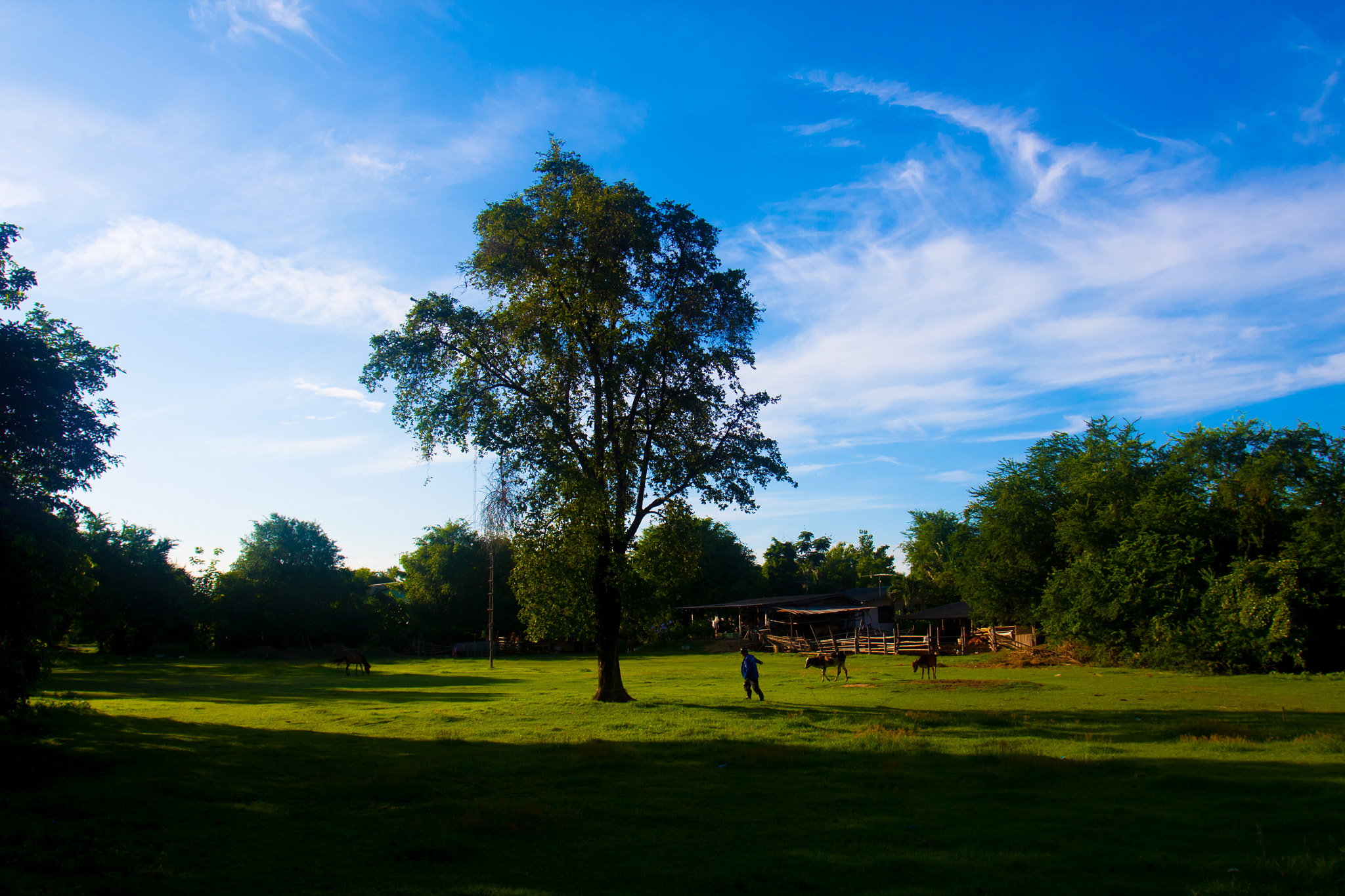 Canon EOS 50D + Canon EF 17-40mm F4L USM sample photo. Trees in the garden for background photography