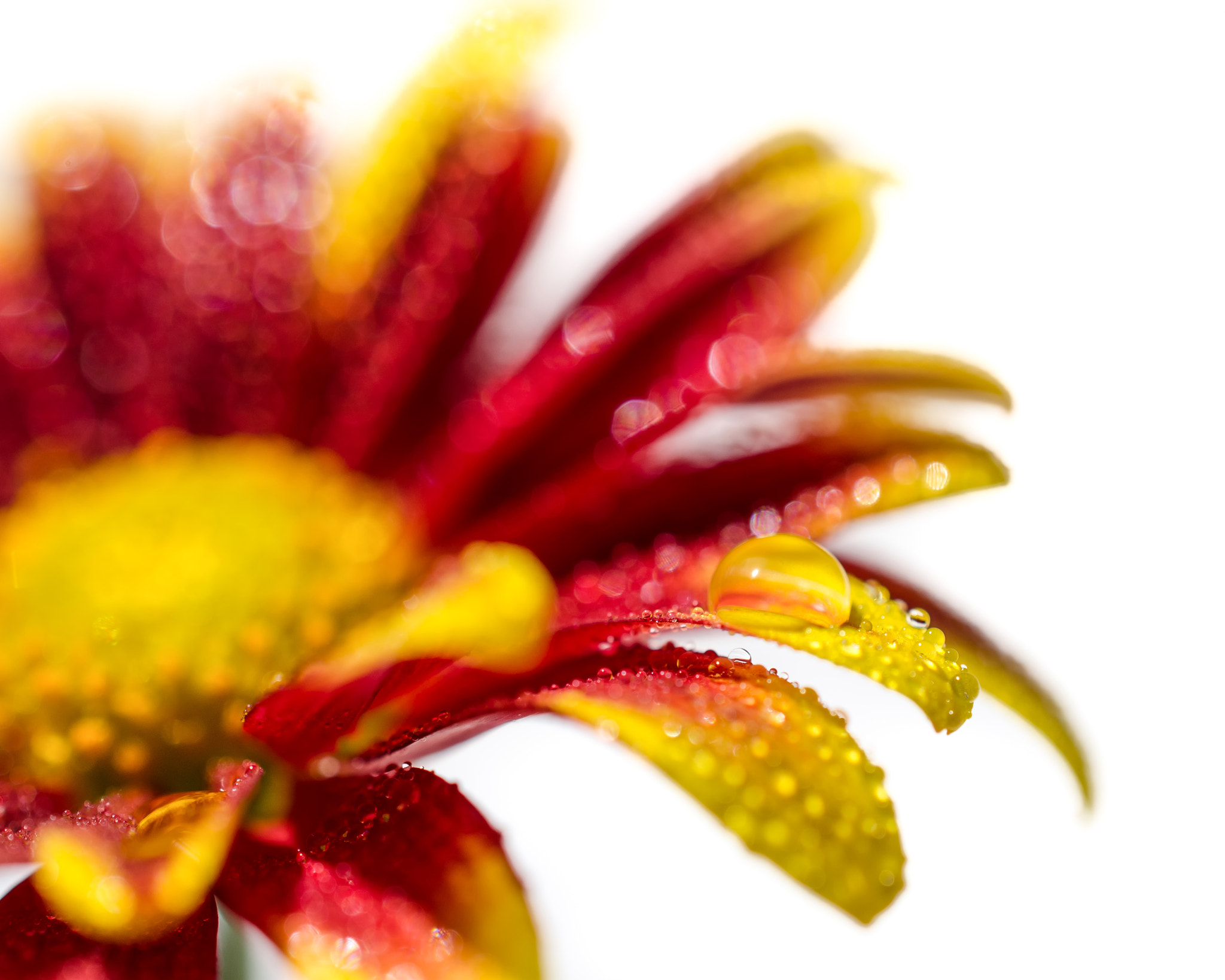 Nikon D7000 sample photo. Water droplets on mum petals: nature photograph photography