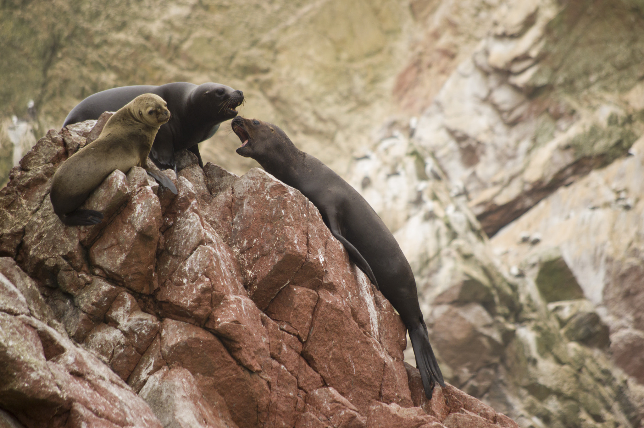 Pentax K-3 sample photo. Sea lions photography