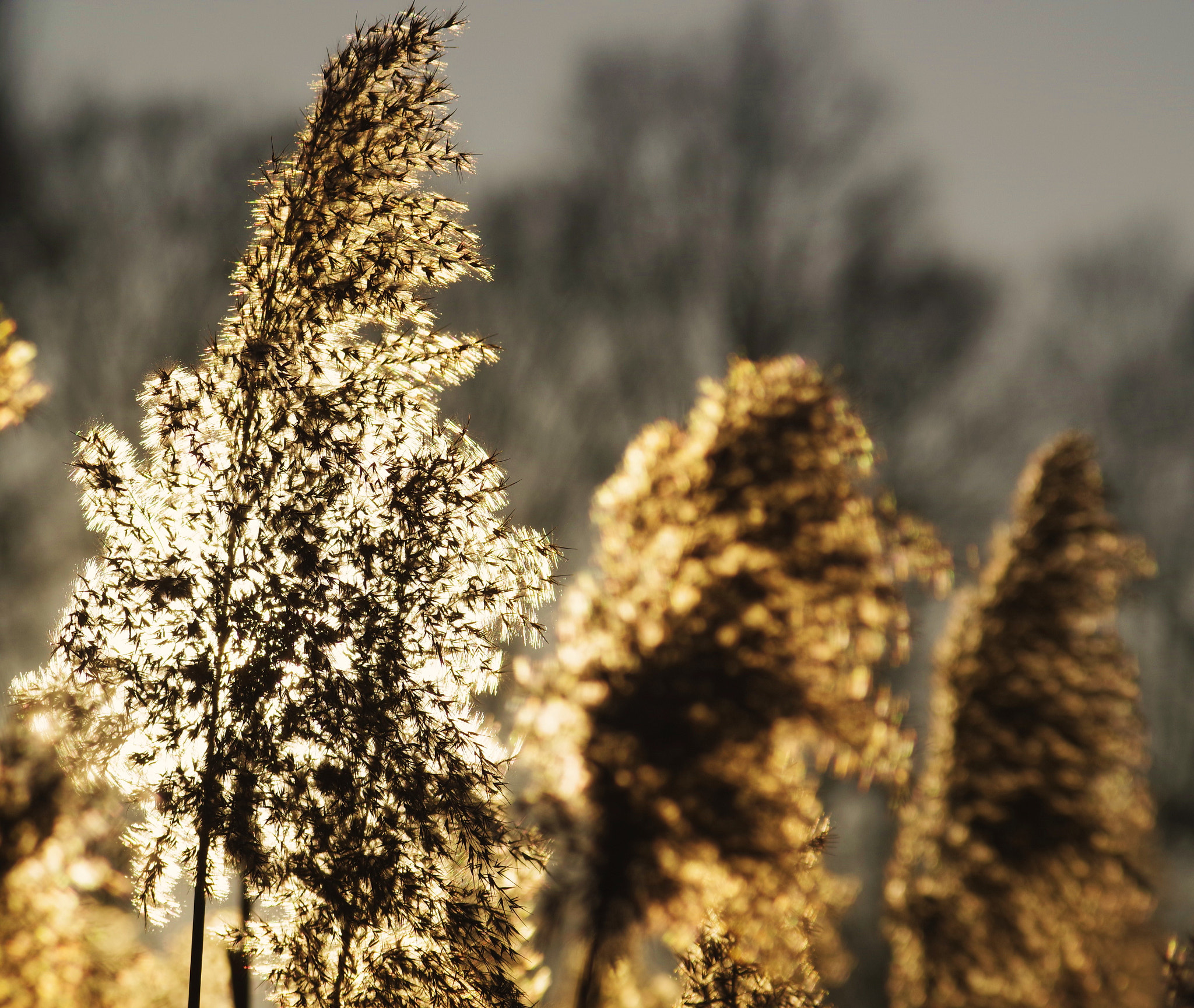 Samsung/Schneider D-XENON 50-200mm F4-5.6 ED sample photo. When the sun shines photography