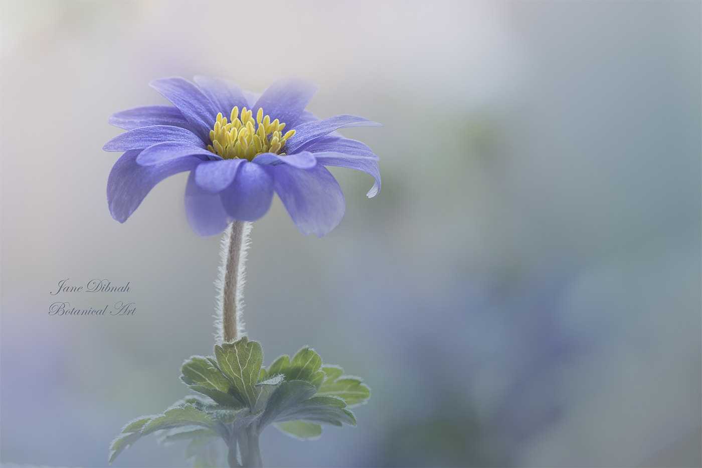 Canon EF 180mm F3.5L Macro USM sample photo. Anemone blanda photography